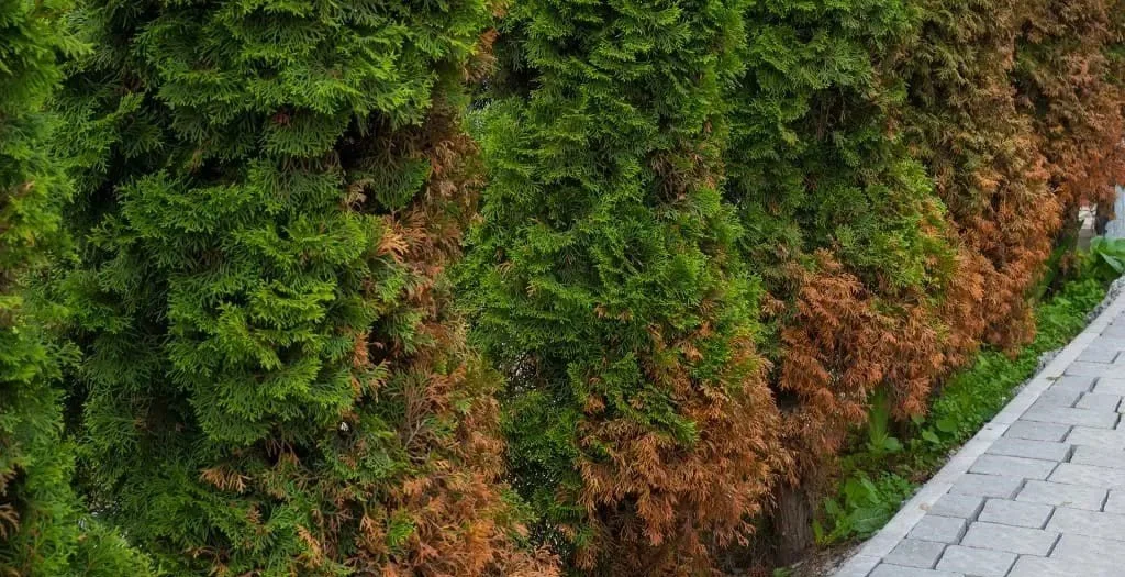 Tuia nu mai este o soluție pentru grădinile moderne: de ce peisagiștii renunță la ea în 2026