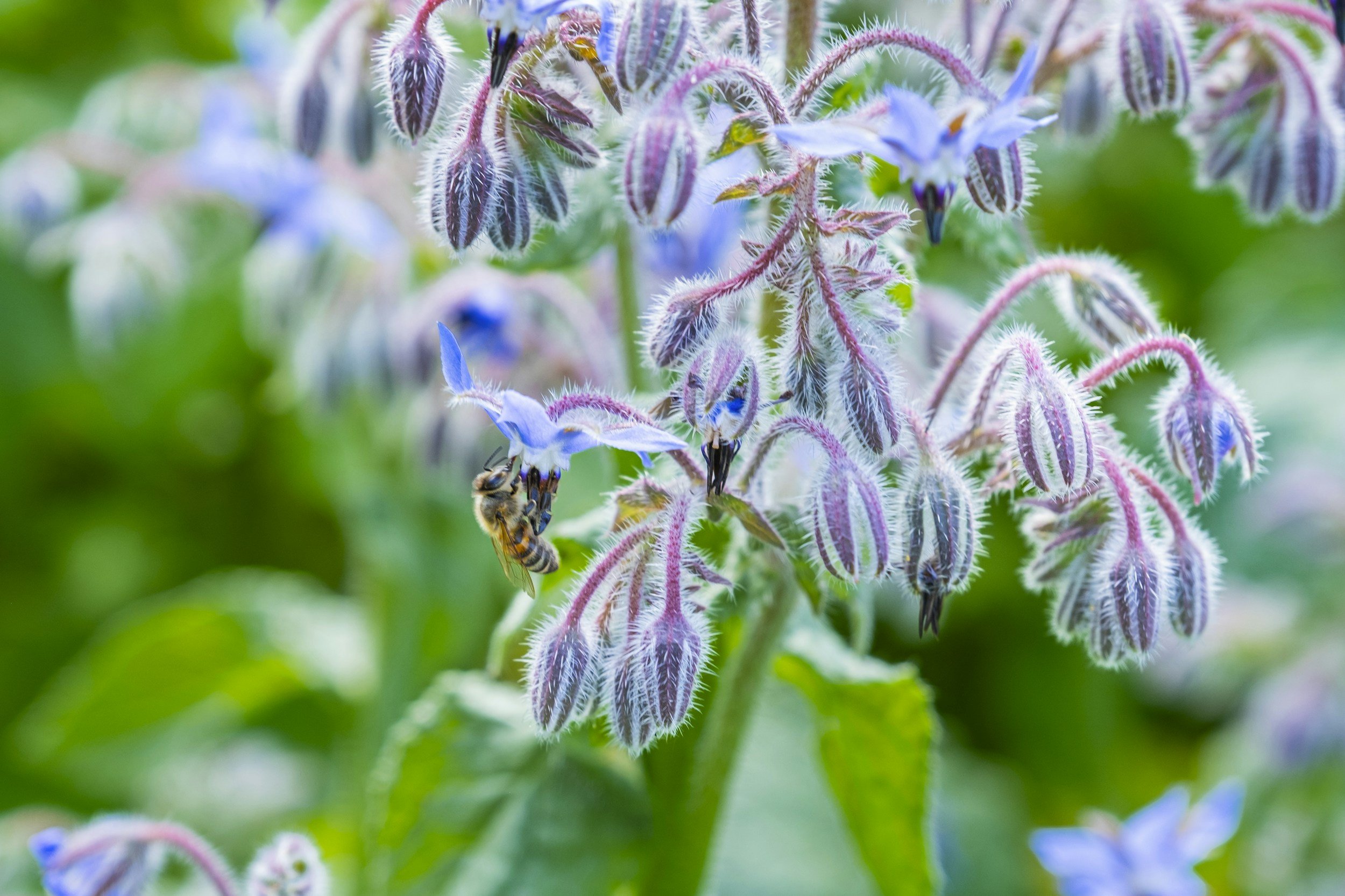Close-up of blue star-shaped flowers with fuzzy pink and purple buds and green leaves, with a bee collecting nectar.