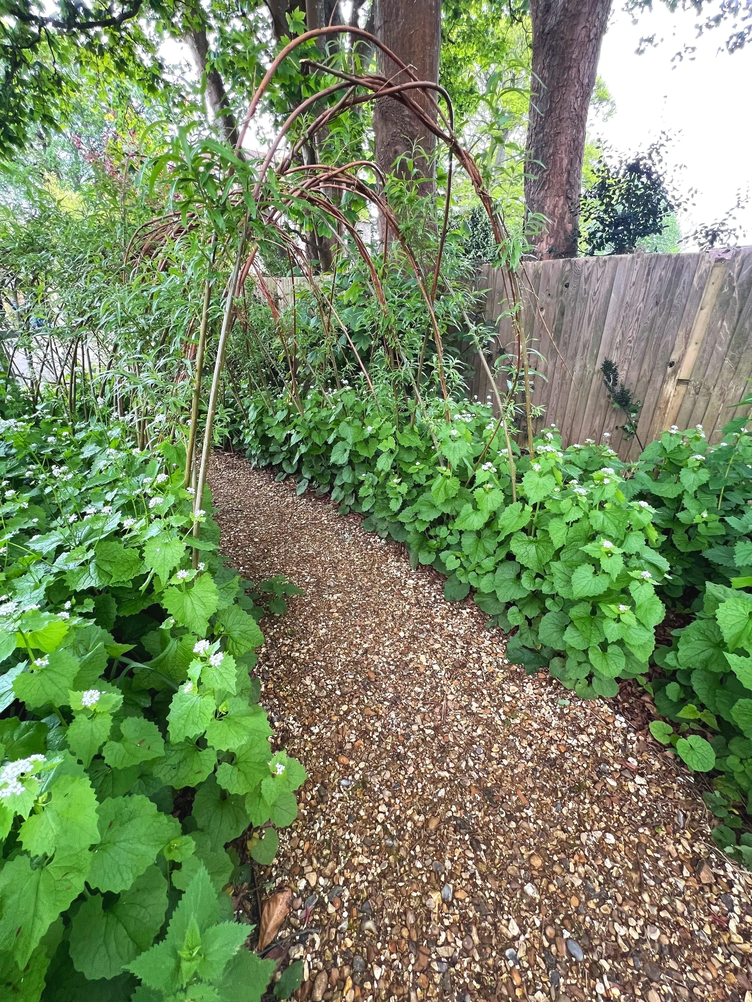Through the willow tunnel
