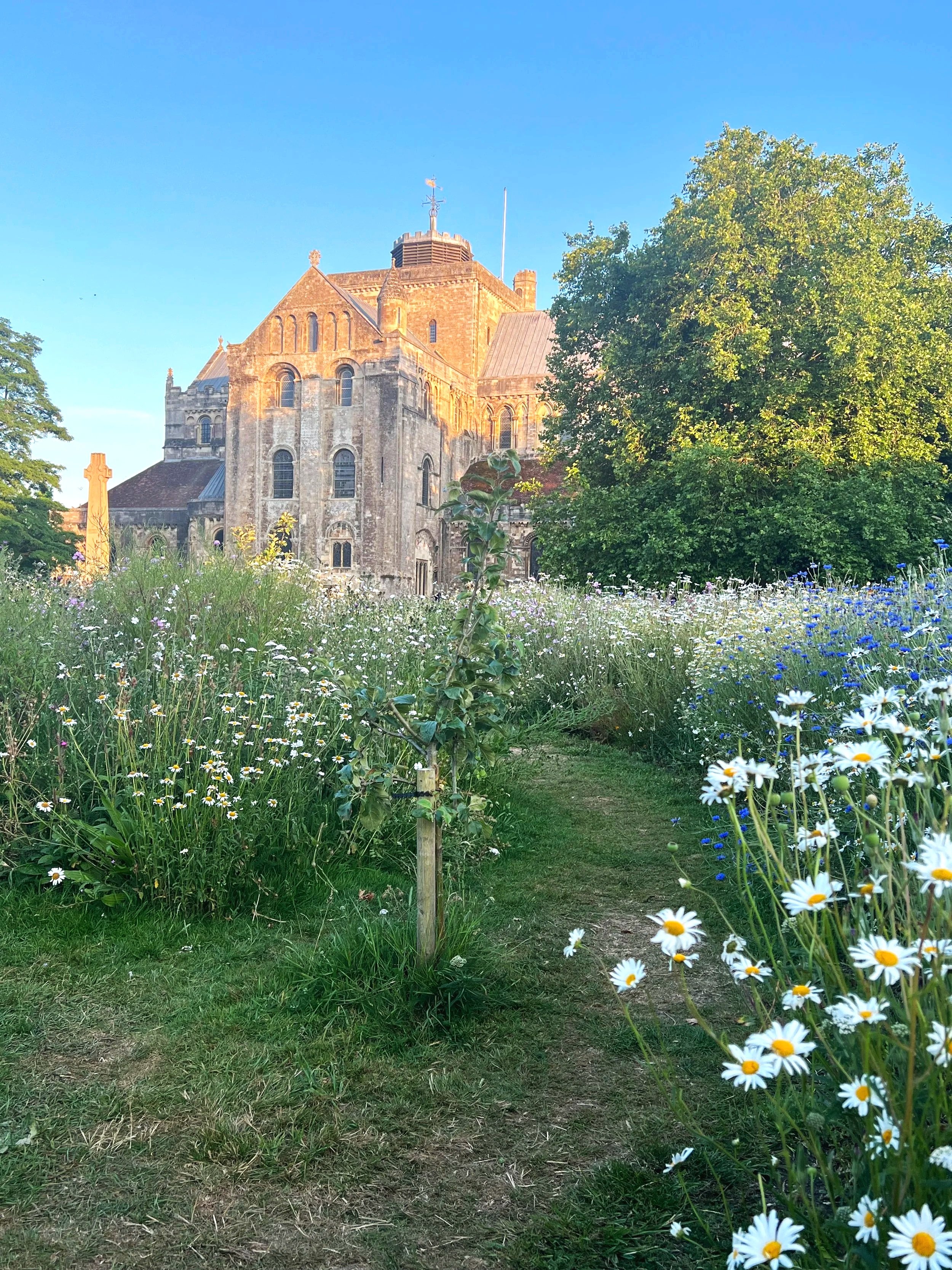 Oxeye daisies, cornflowers and a fruit tree in the meadow