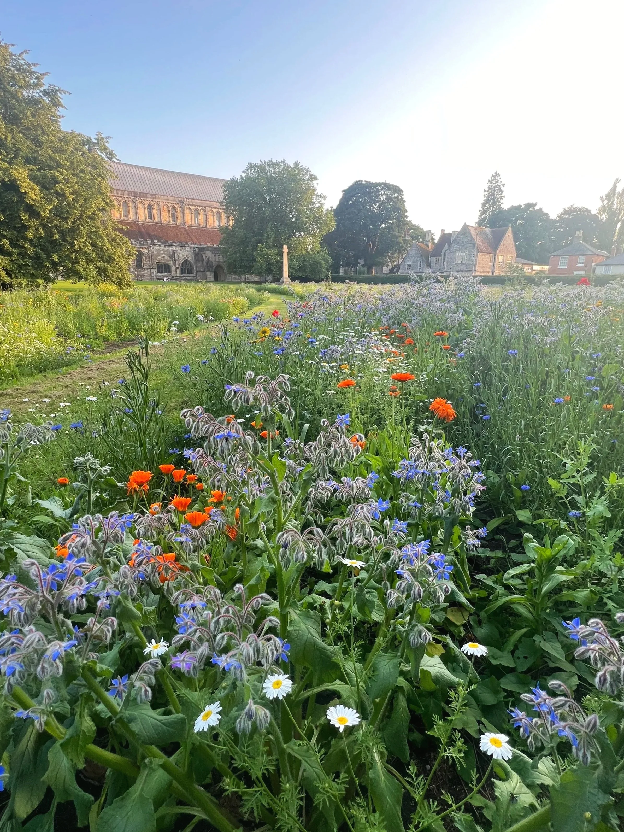 Borage and calendula in Romsey Abbey's wildflower meadow