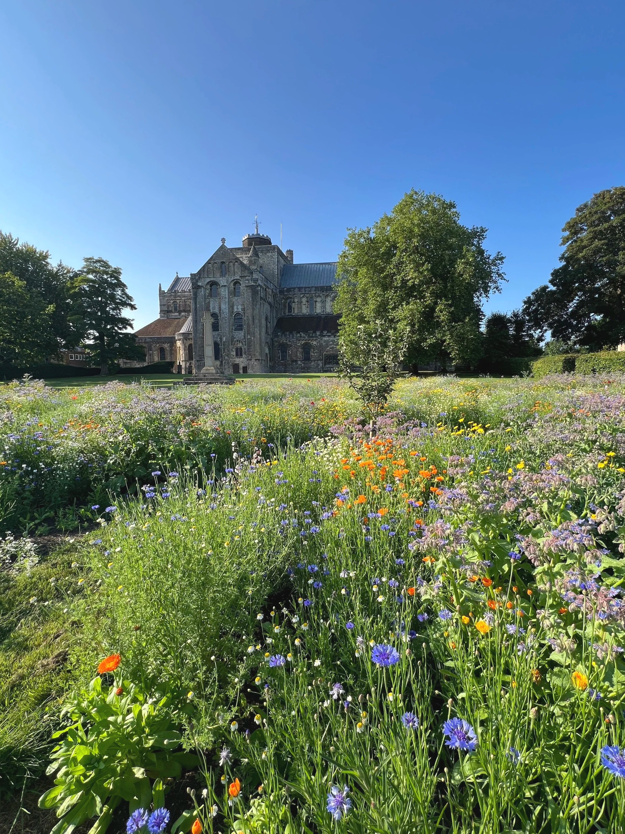 Colourful wildflowers in Romsey Abbey's meadow