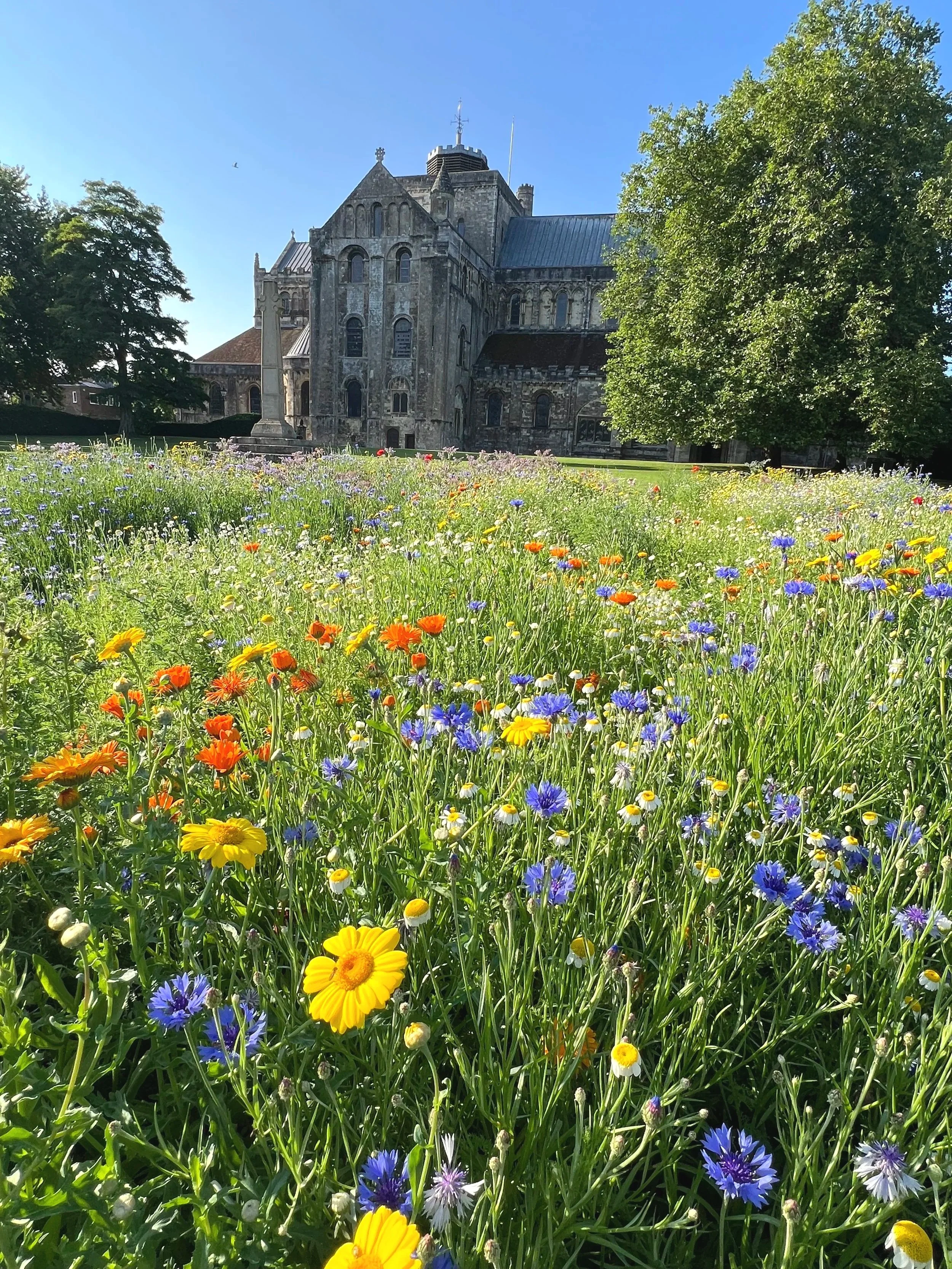 Stunning colour in the wildflower meadow