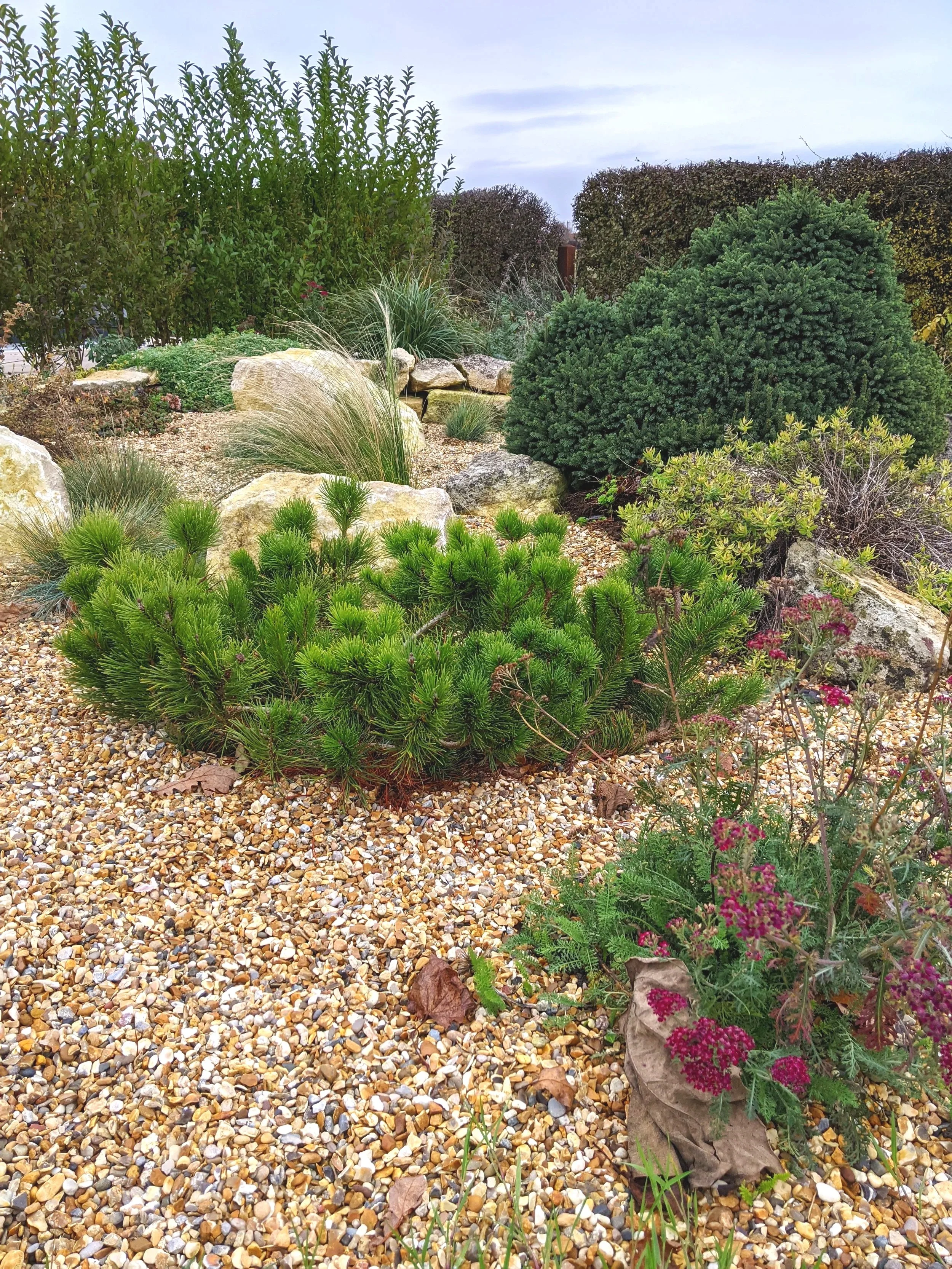 Dwarf pine in gravel garden