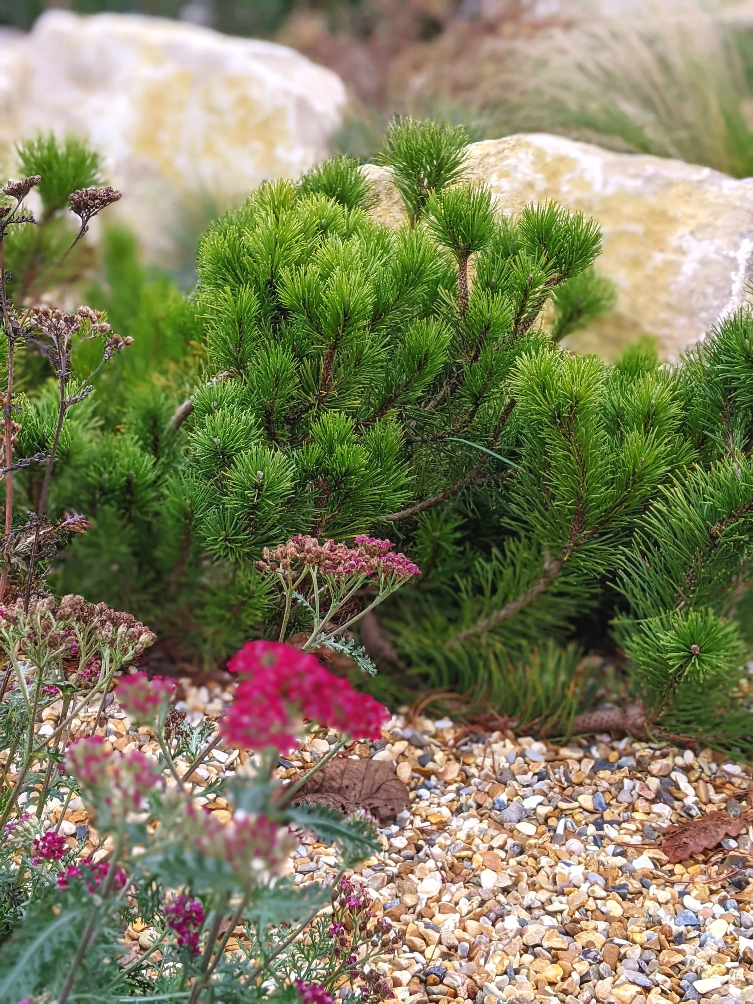 Dwarf pine and achillea in the gravel garden
