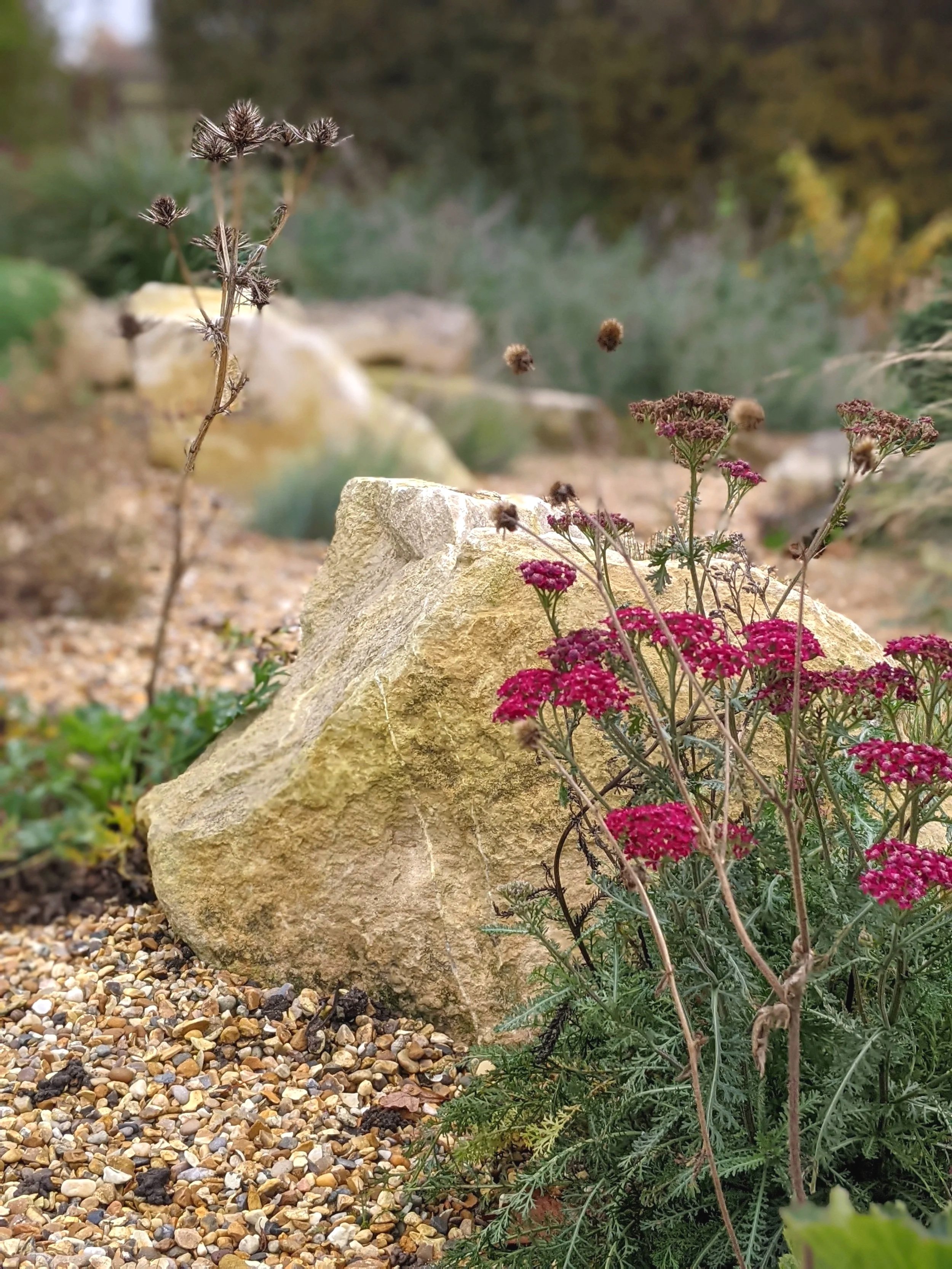 Achillea and eryngium in the gravel garden