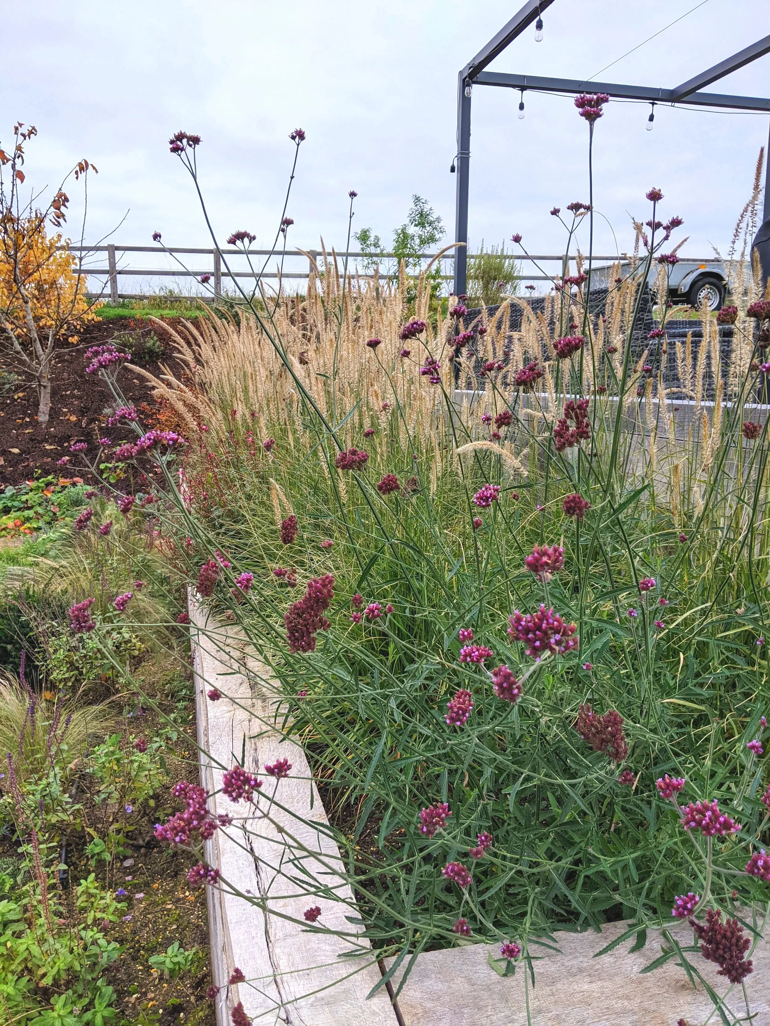 Soft planting in the raised sleeper beds