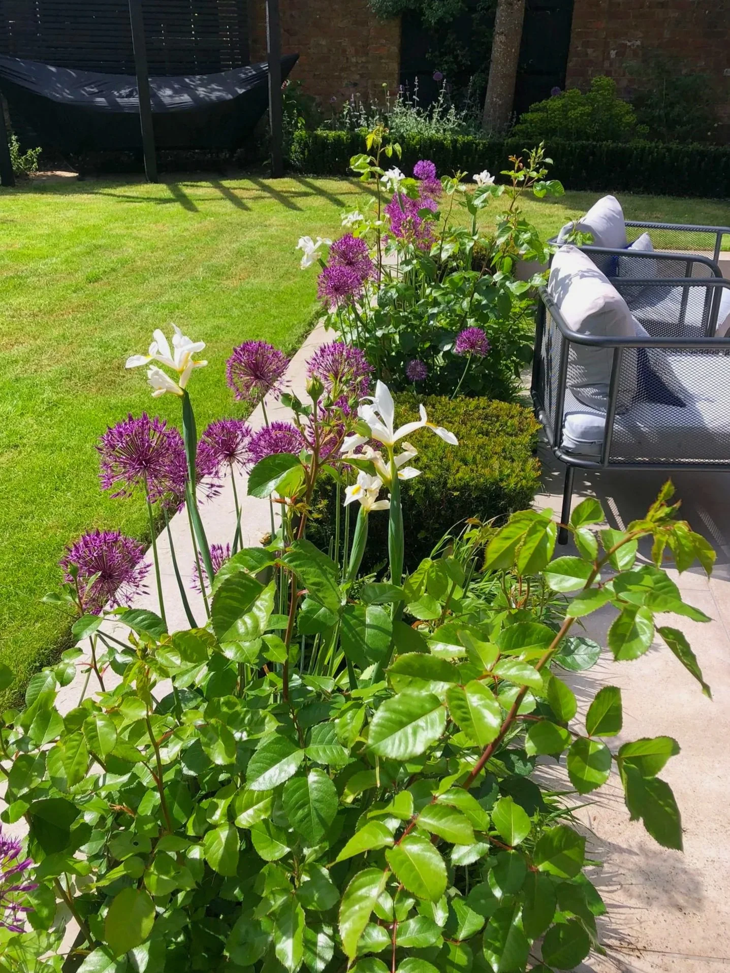 Iris and alliums bloom in the patio borders