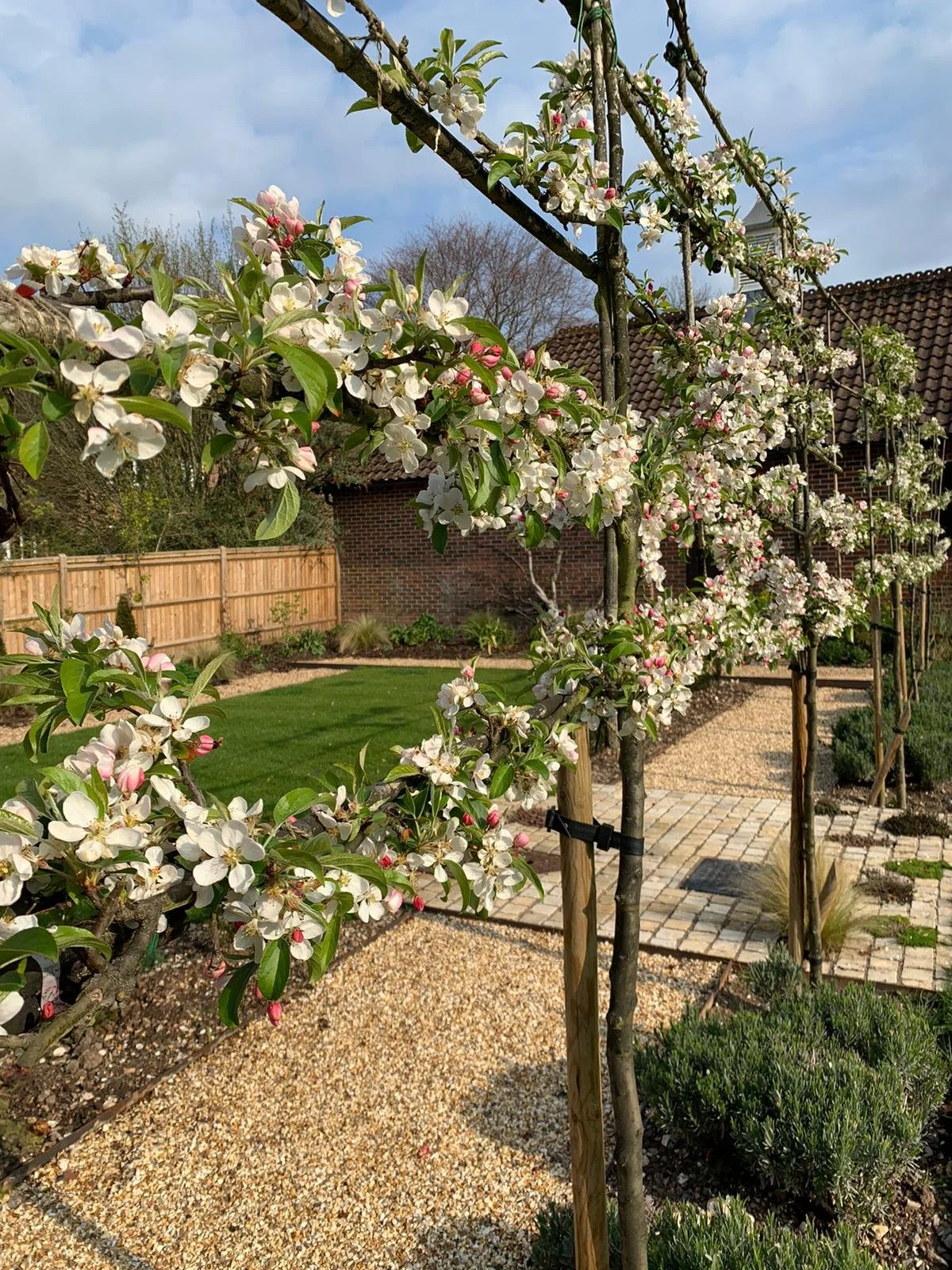 Pleached trees in blossom