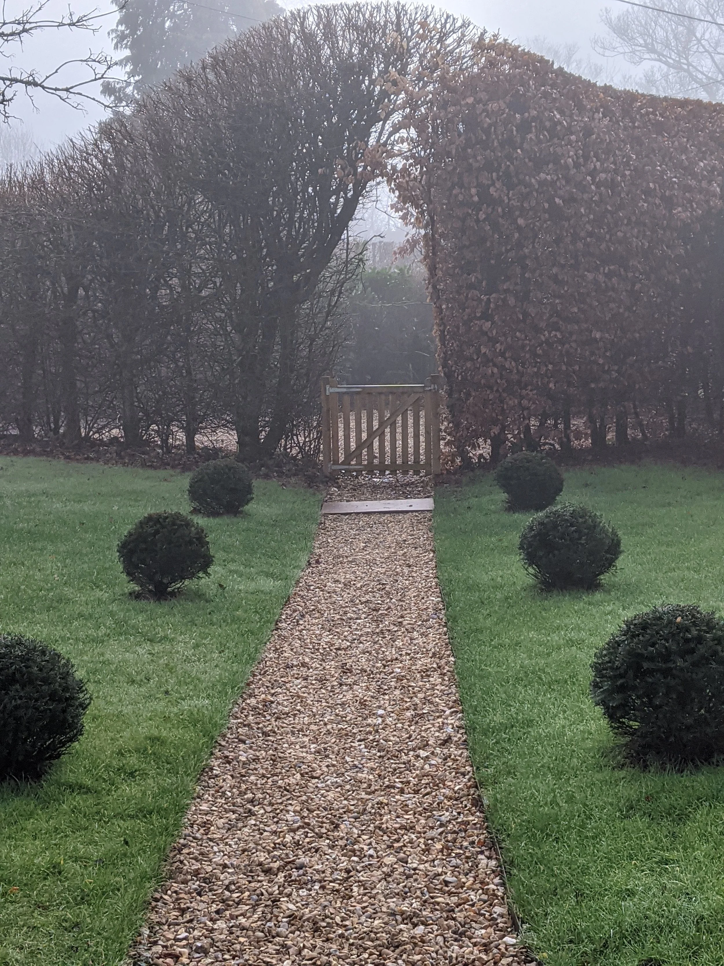 Young yew balls lining path to gate