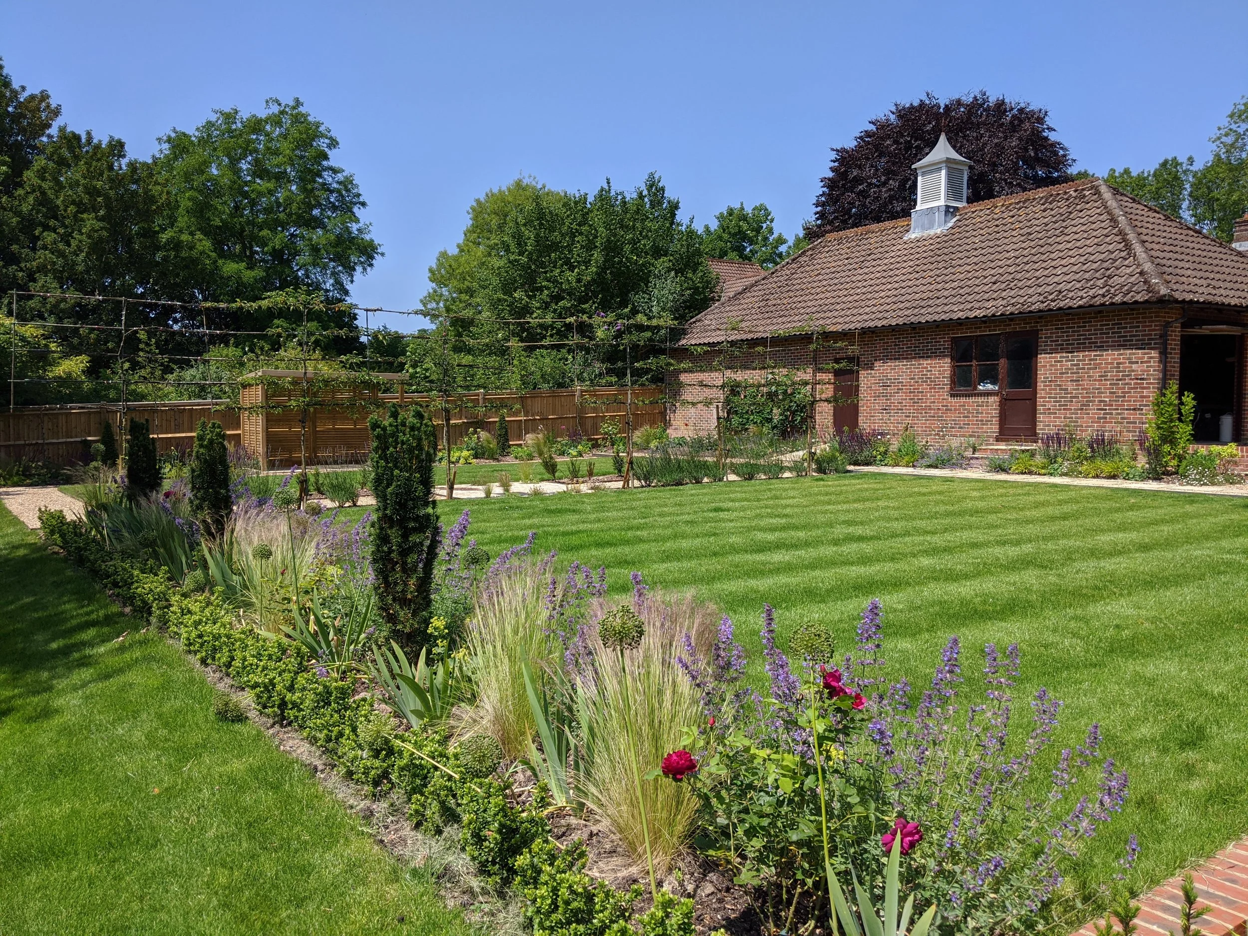 View across lawn to newly-planted pleached trees