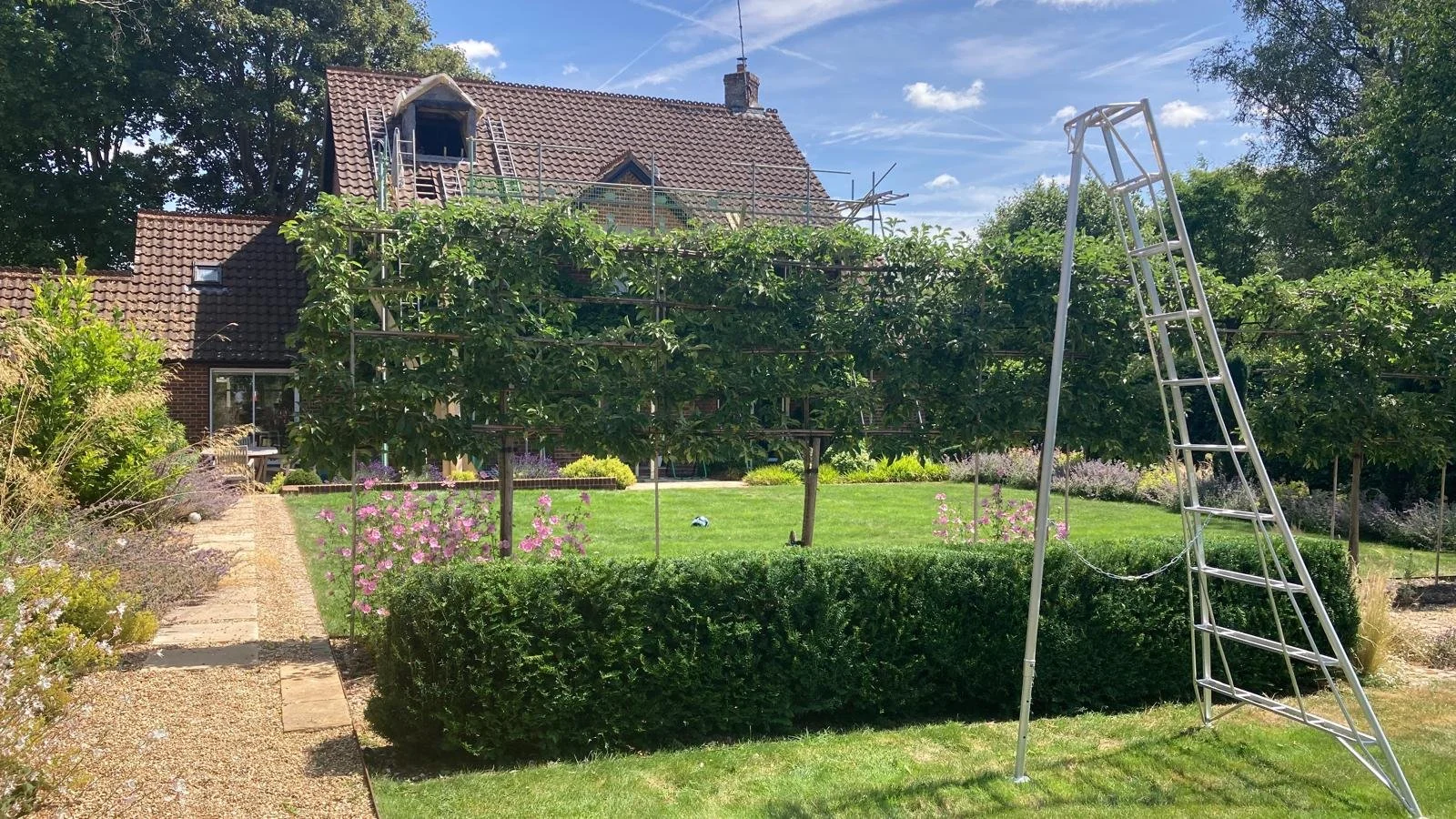 Pleached trees and Niwaki ladder