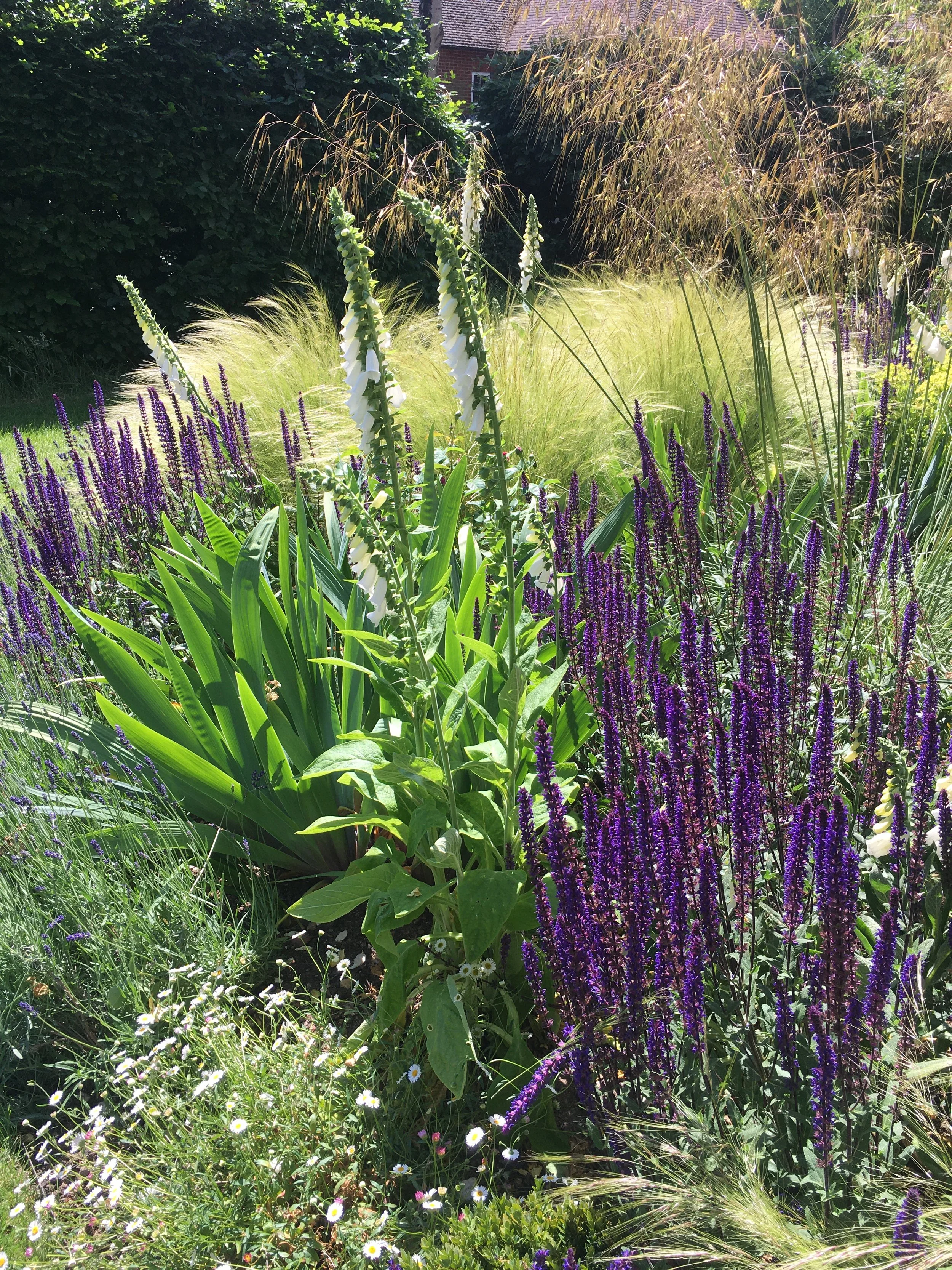 White foxgloves, salvia and soft grasses