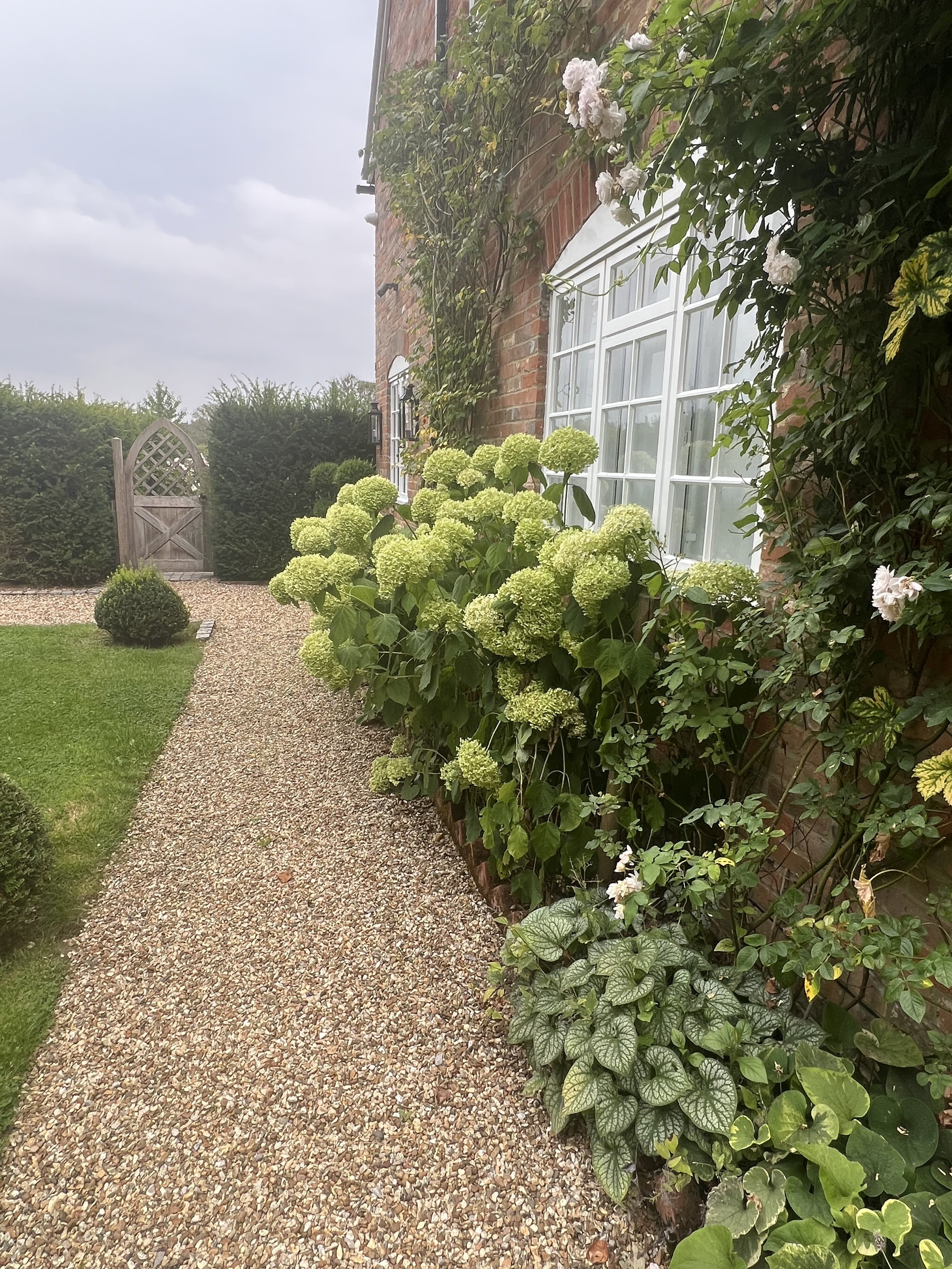 Hydrangeas along back of property