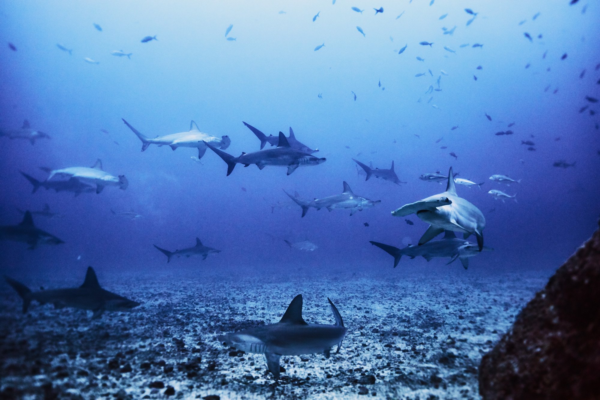 Underwater scene with schools of Hammerhead sharks swimming near ocean floor, with a deep blue background and a rock on the right side in Cocos Island Costa Rica