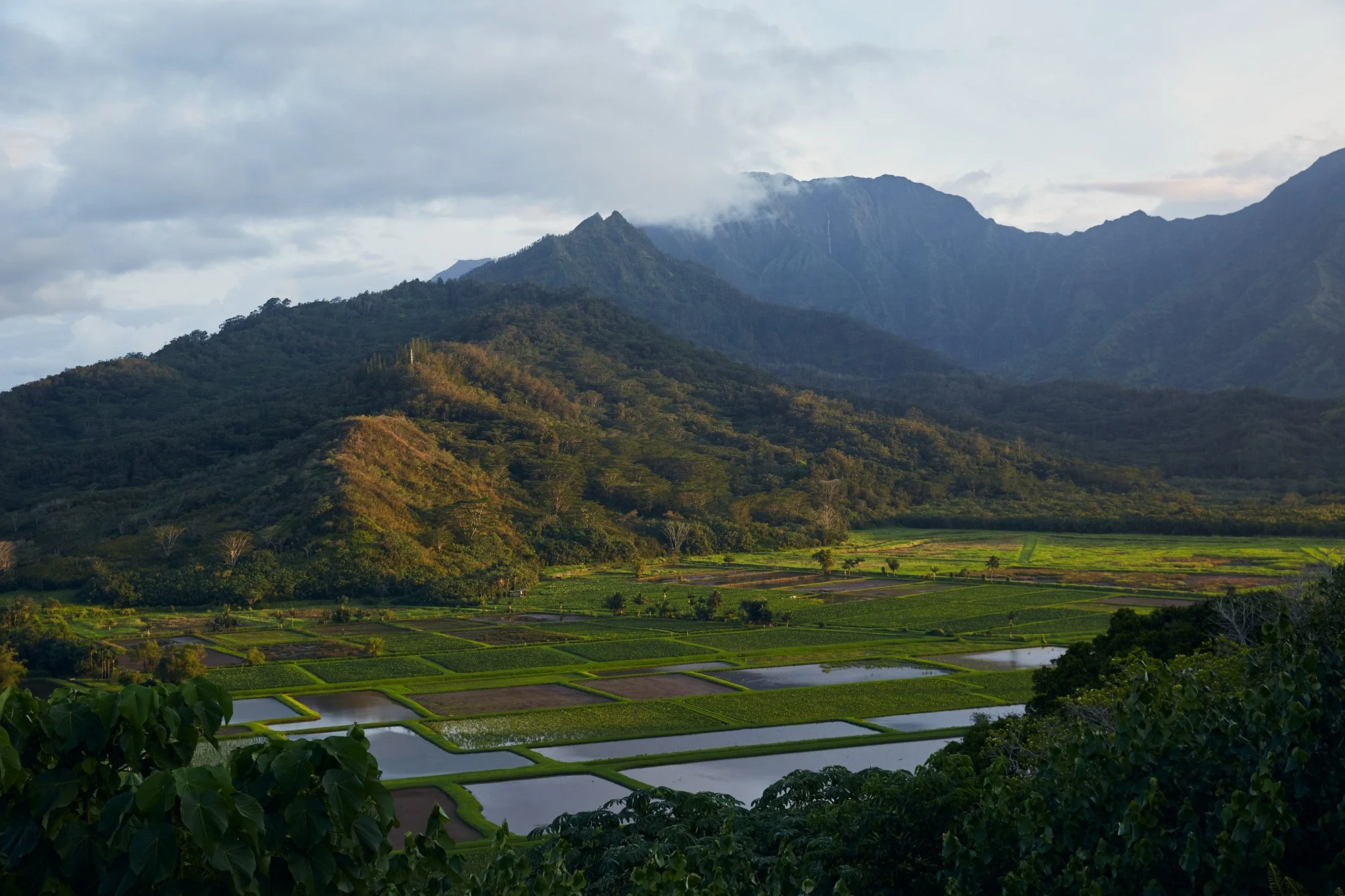 Lush green terraced rice paddies at Hanalei National Wildlife Refuge Viewpoint, with forested hills and towering mountains in the background, under a partly cloudy sky.