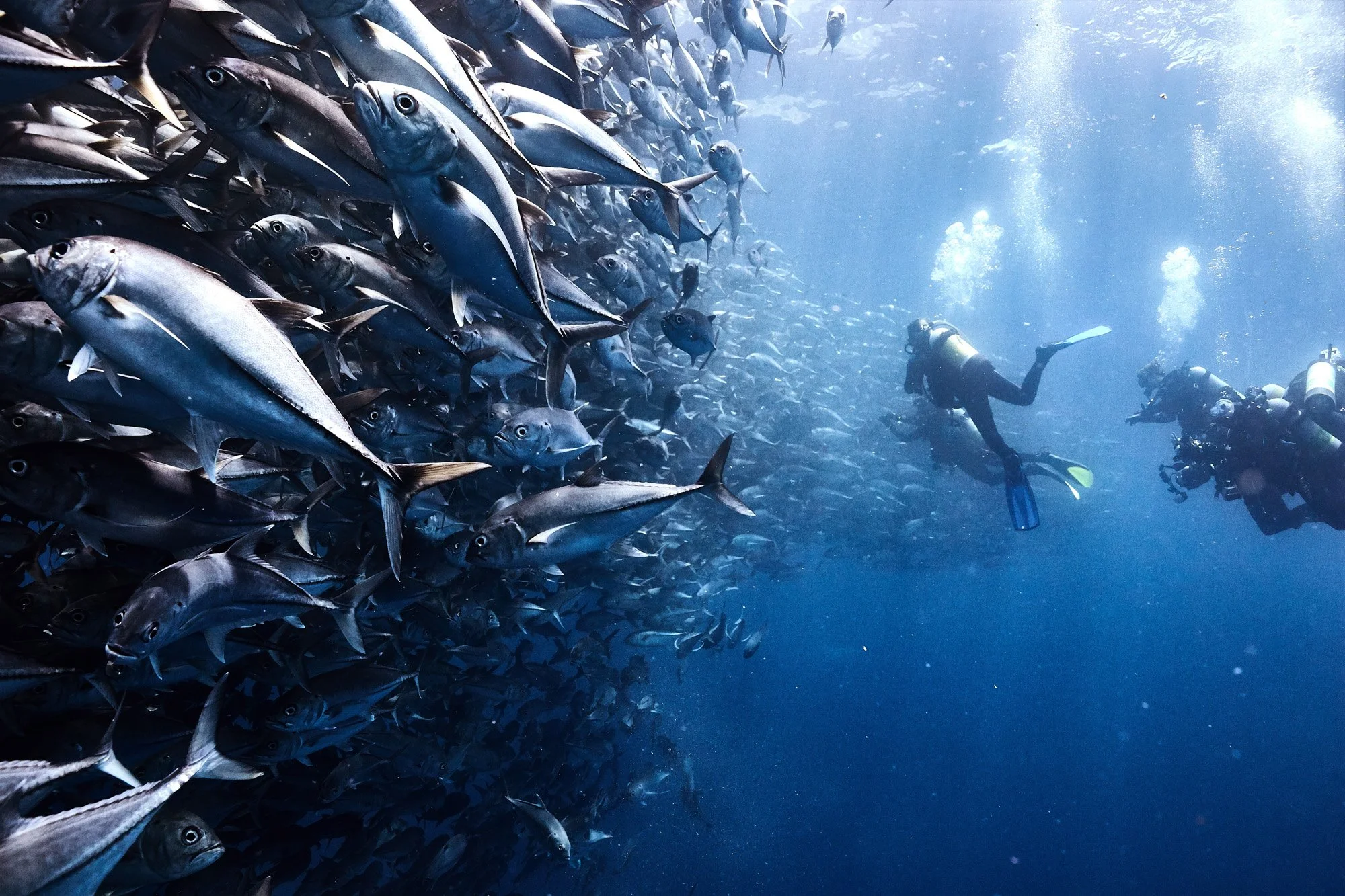 Scuba divers exploring an underwater school of fish, Cocos Island Costa Rica.