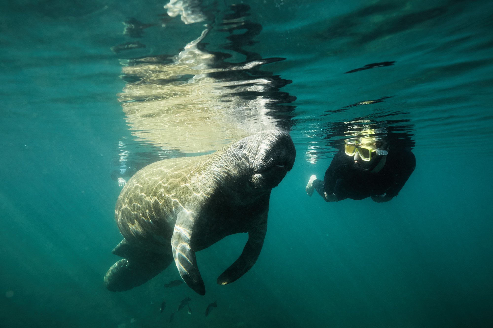 A diver in snorkeling gear swimming underwater near a large manatee in Crystal River, Florida.