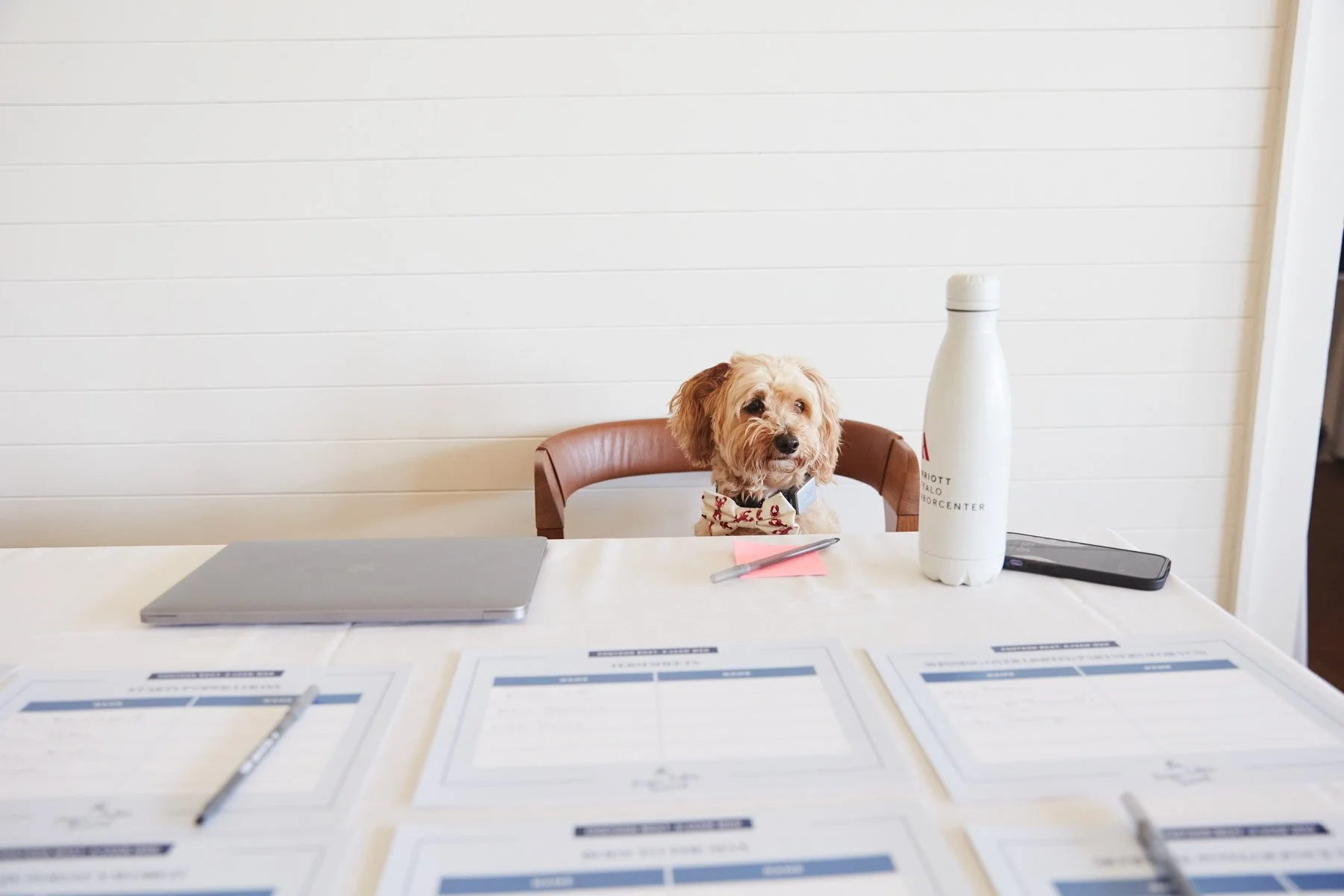 A small dog sitting at a table with a laptop, papers, pens, and a water bottle, against a white wall.
