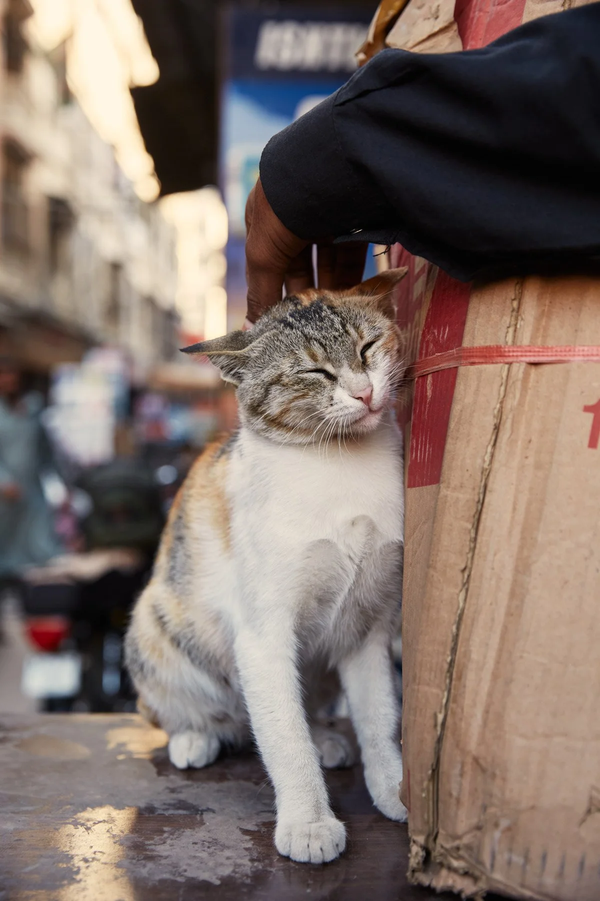 A person petting a calico cat on the head on a busy street with blurred shops and motorcycles in the background in Karachi Pakistan.
