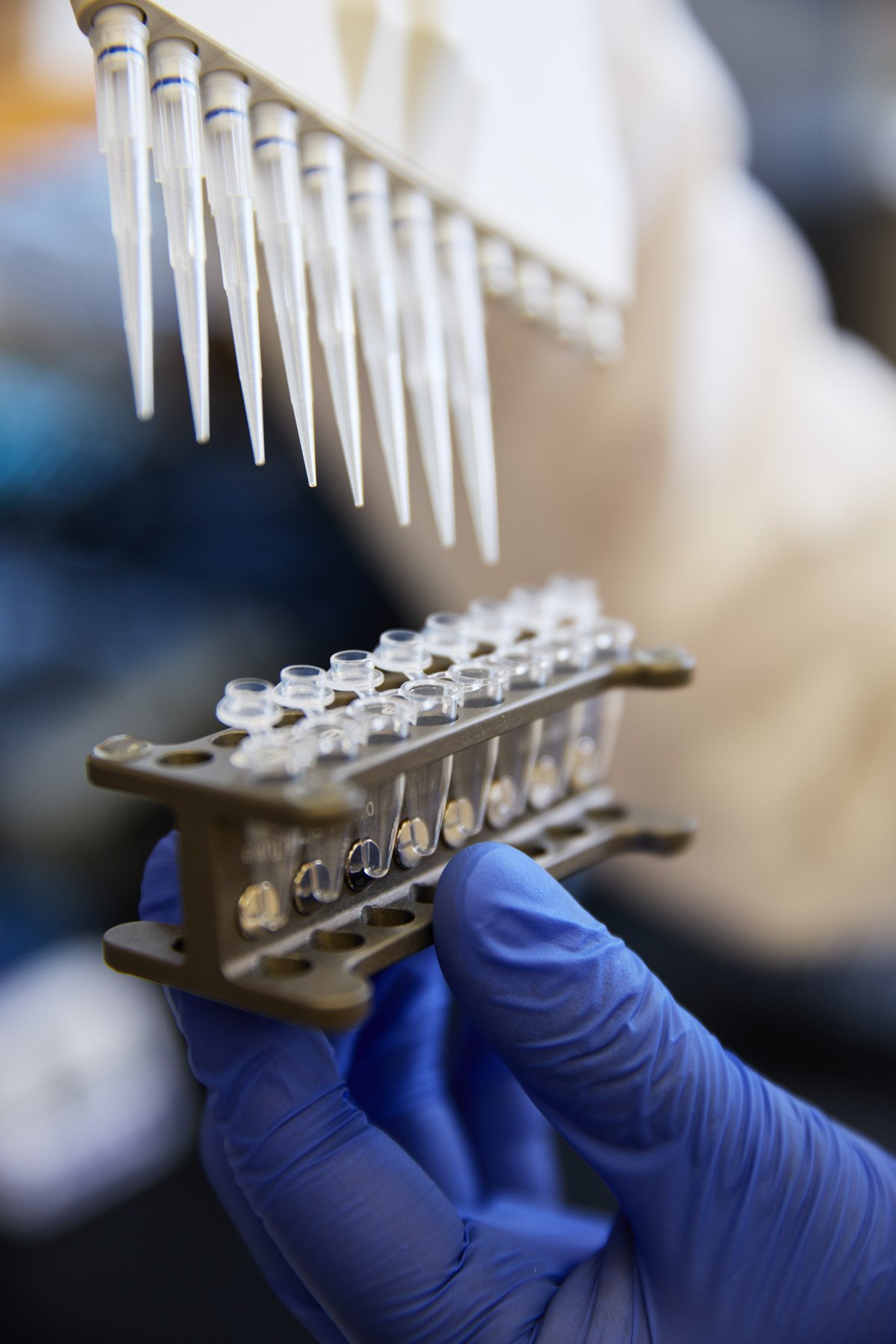 Close-up of a gloved hand holding a test tube rack with small test tubes and matching multi channel pipets in a laboratory setting. At Mount Sinai hospital in New York City