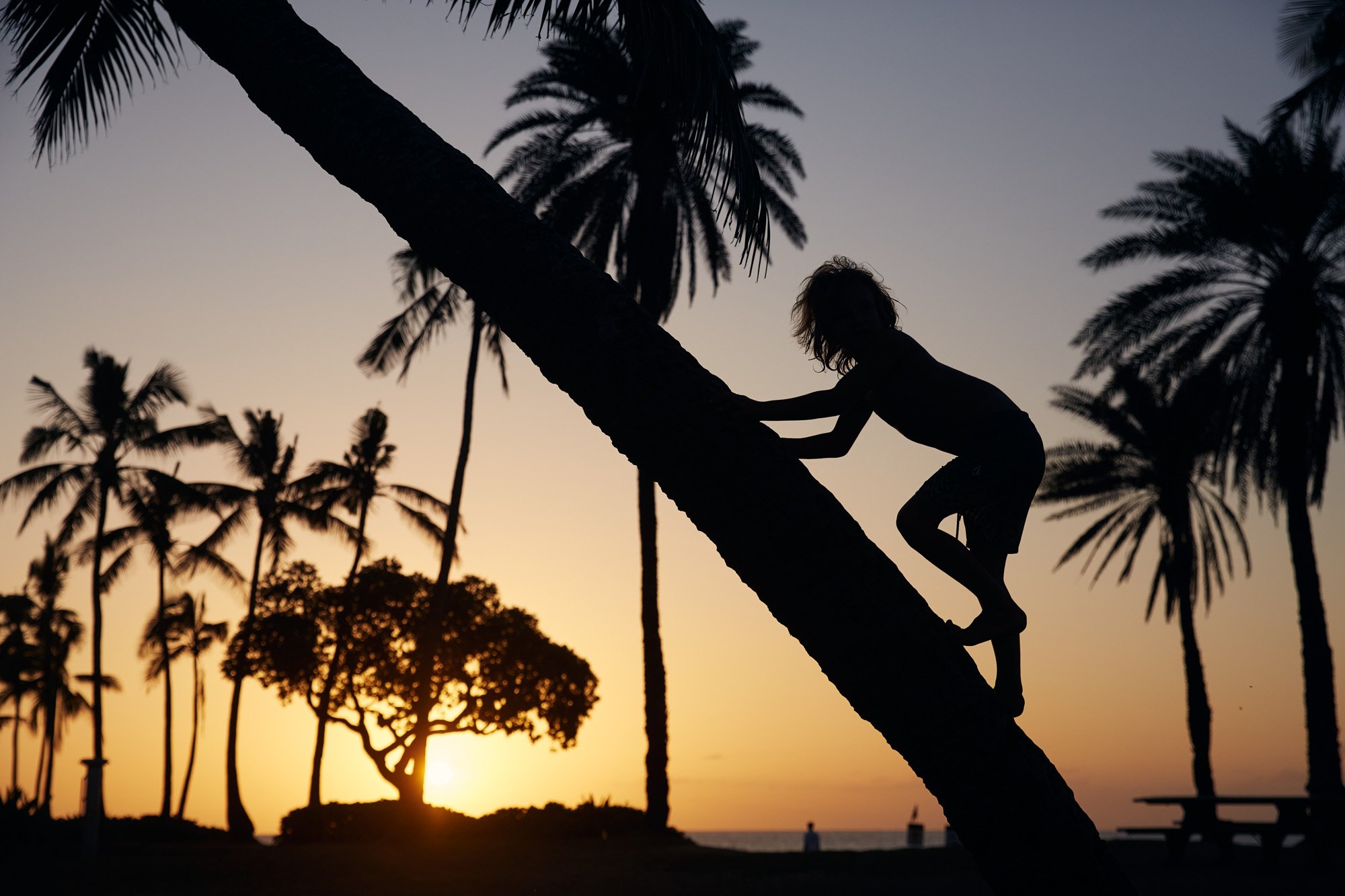 Silhouette of a child climbing a palm tree at sunset on a tropical beach with palm trees and a cloudless sky, Haleiwa Beach Park, Oahu Hawaii