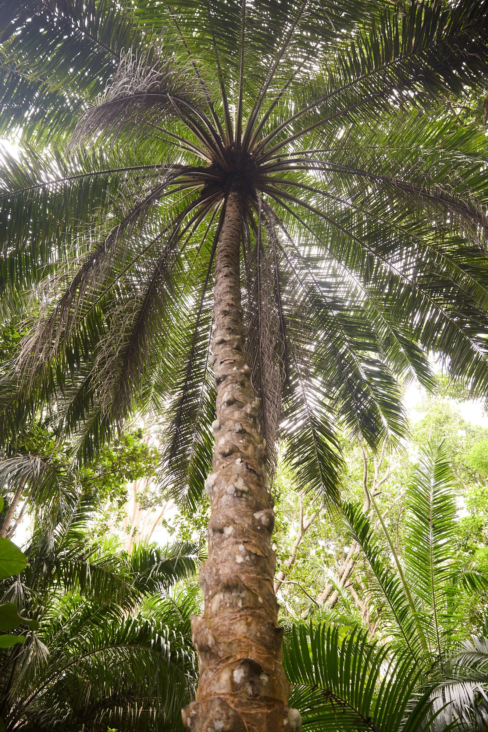 260716_julianwalter_zanzibar_2017.jpg