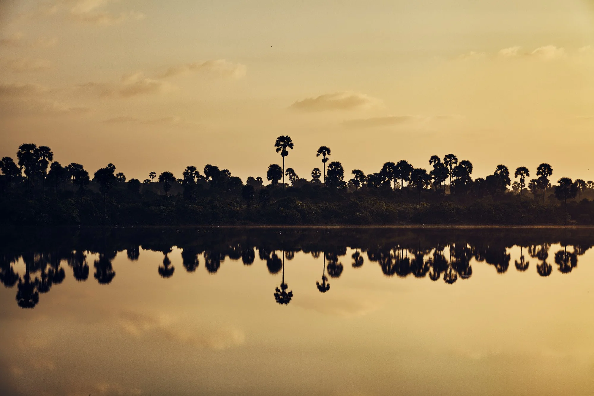 Silhouetted palm trees reflecting on a calm body of water at sunset in Sri Lanka.