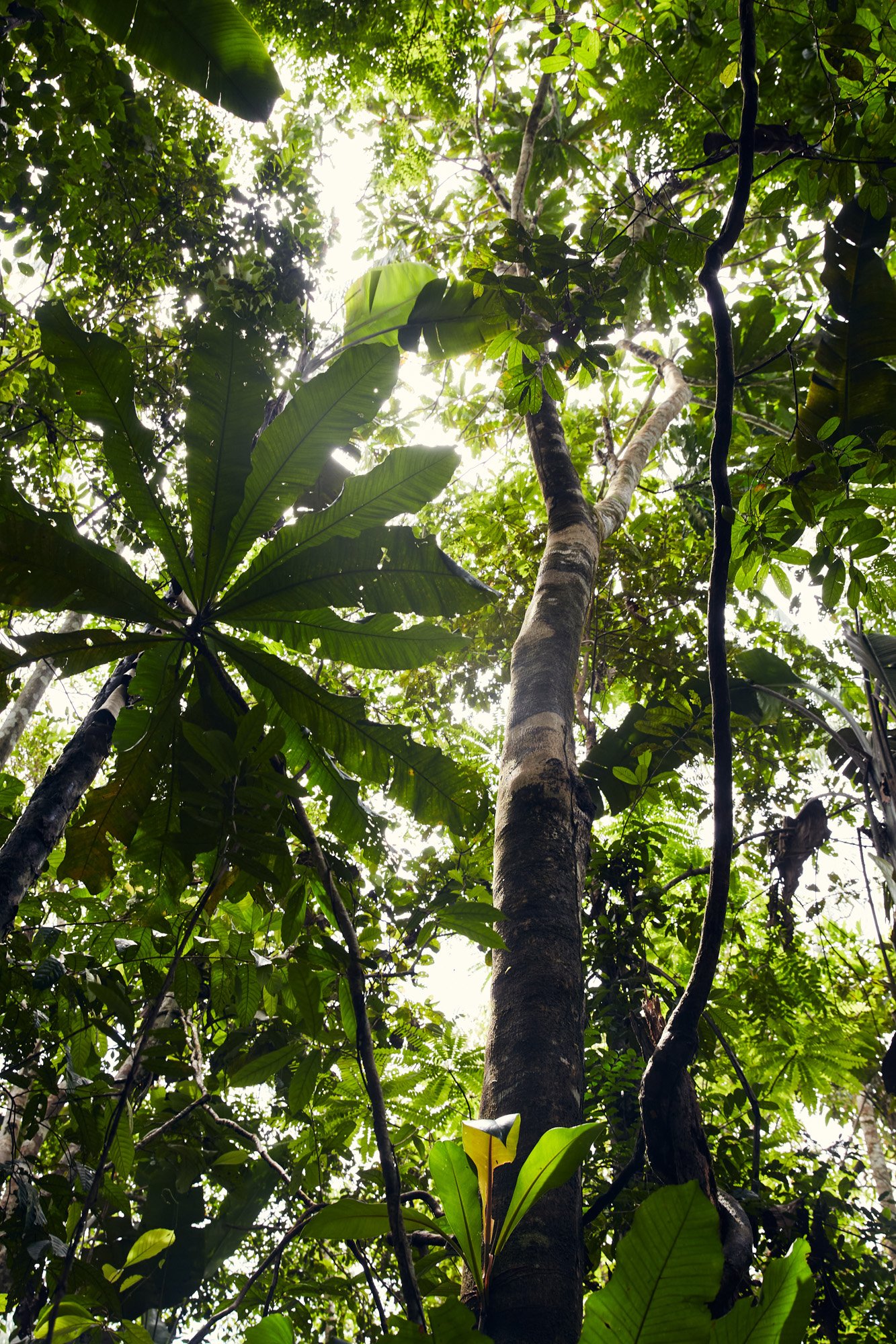 Looking up at a dense tropical rainforest canopy with various green leaves and trees in Colombia, sunlight filtering through the leaves.