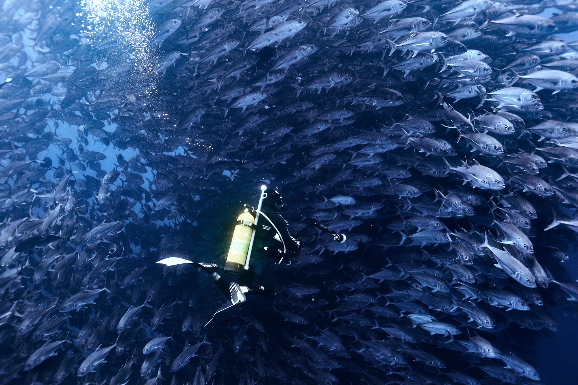 A diver in a wetsuit and oxygen tank swims through a large school of fish underwater, Cocos Island Costa Rica.