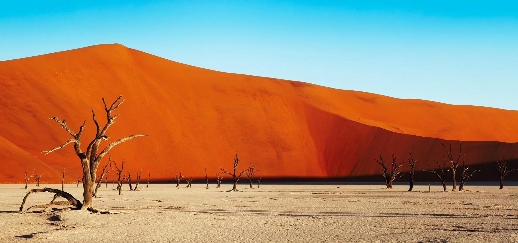 Desert landscape Sossusvlei, Namib Desert Namibia, with dead trees in the foreground and large red sand dunes under a clear blue sky.