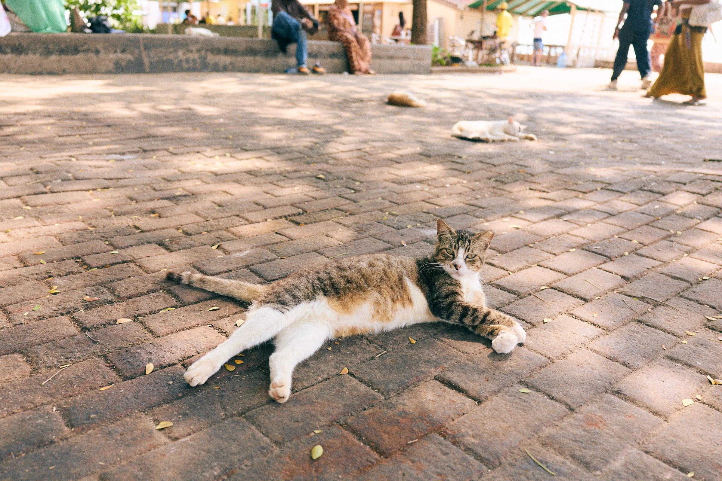 260715_julianwalter_zanzibar_1226.jpg