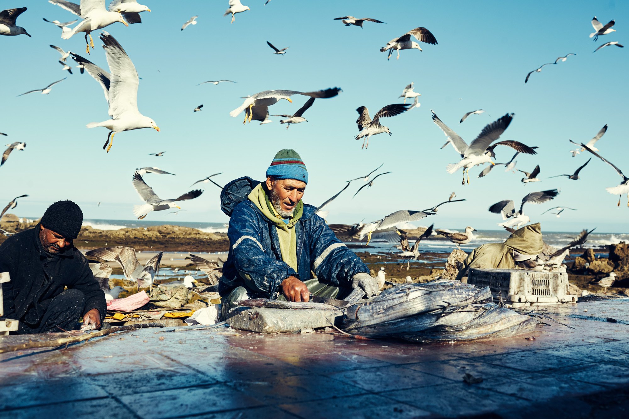 seagulls-fishermen-essaouira-morocco-julianwalter.jpg