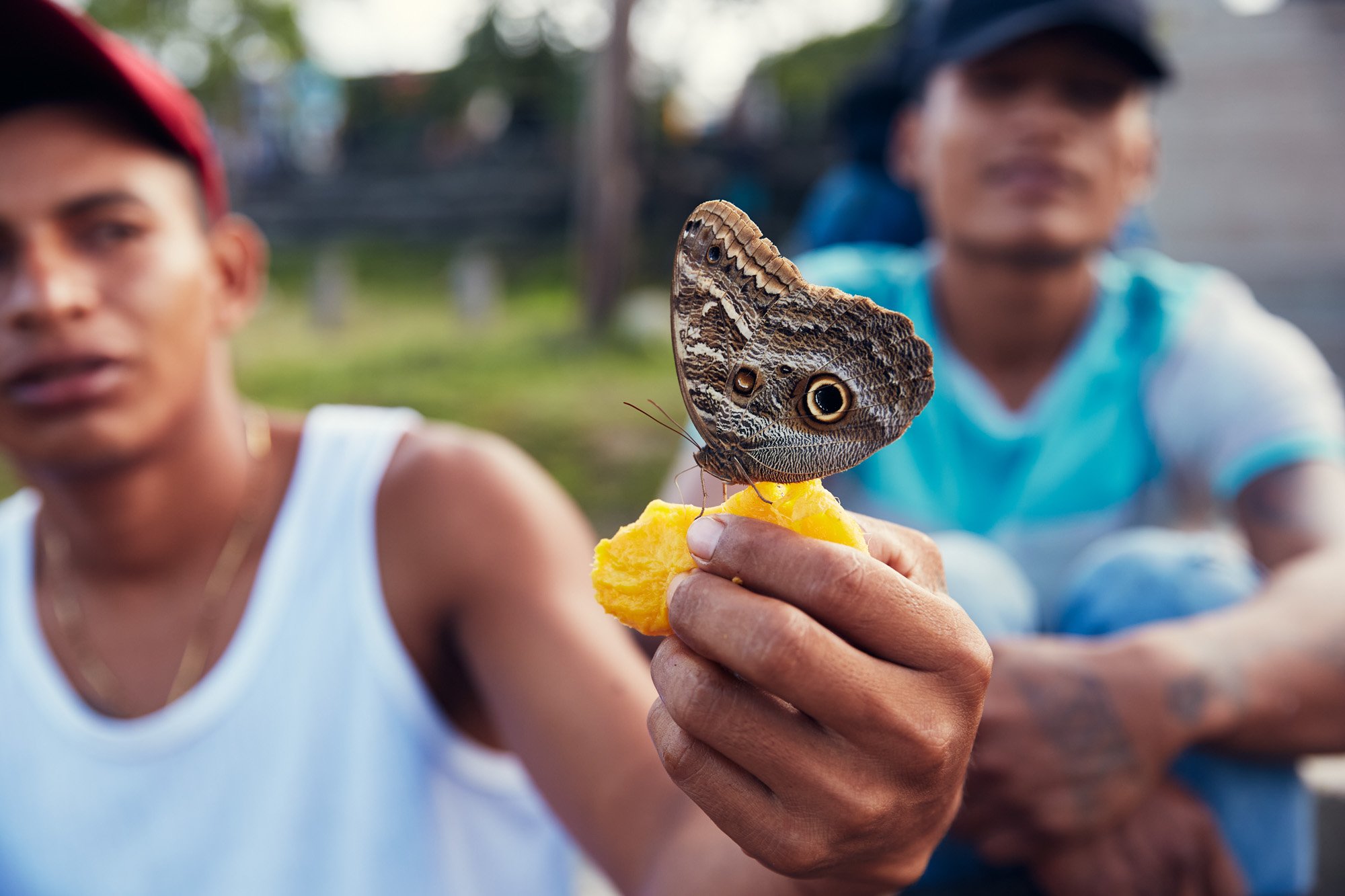 Close-up of an Owl Butterfly perched on a yellow piece of fruit, with two men blurred in the background, in Leticia Colombia.