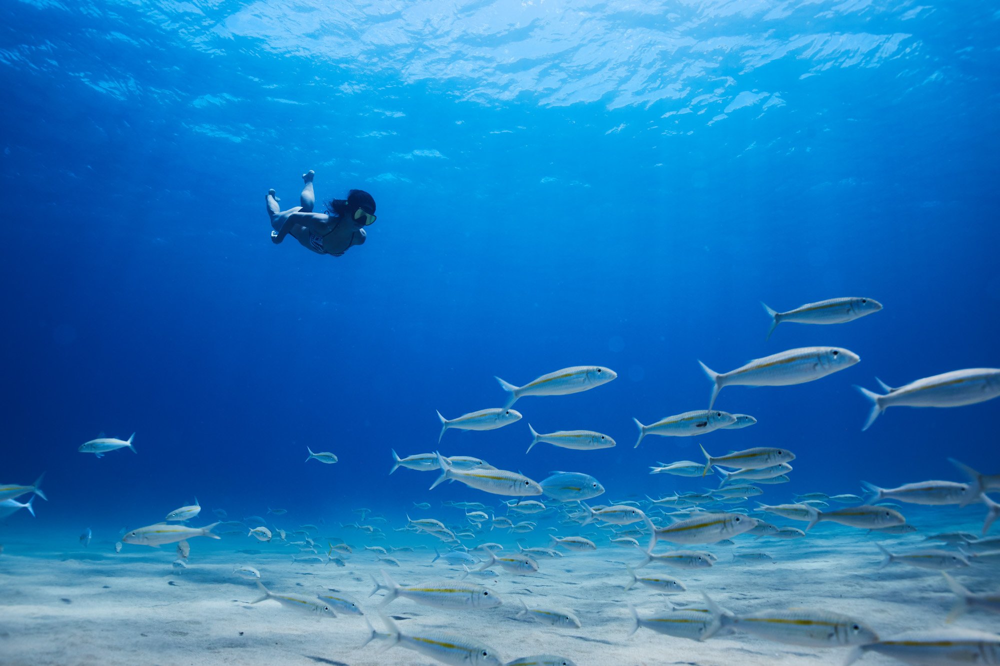 A woman snorkeling underwater surrounded by a school of fish near the ocean floor in Lahaina Maui Hawaii