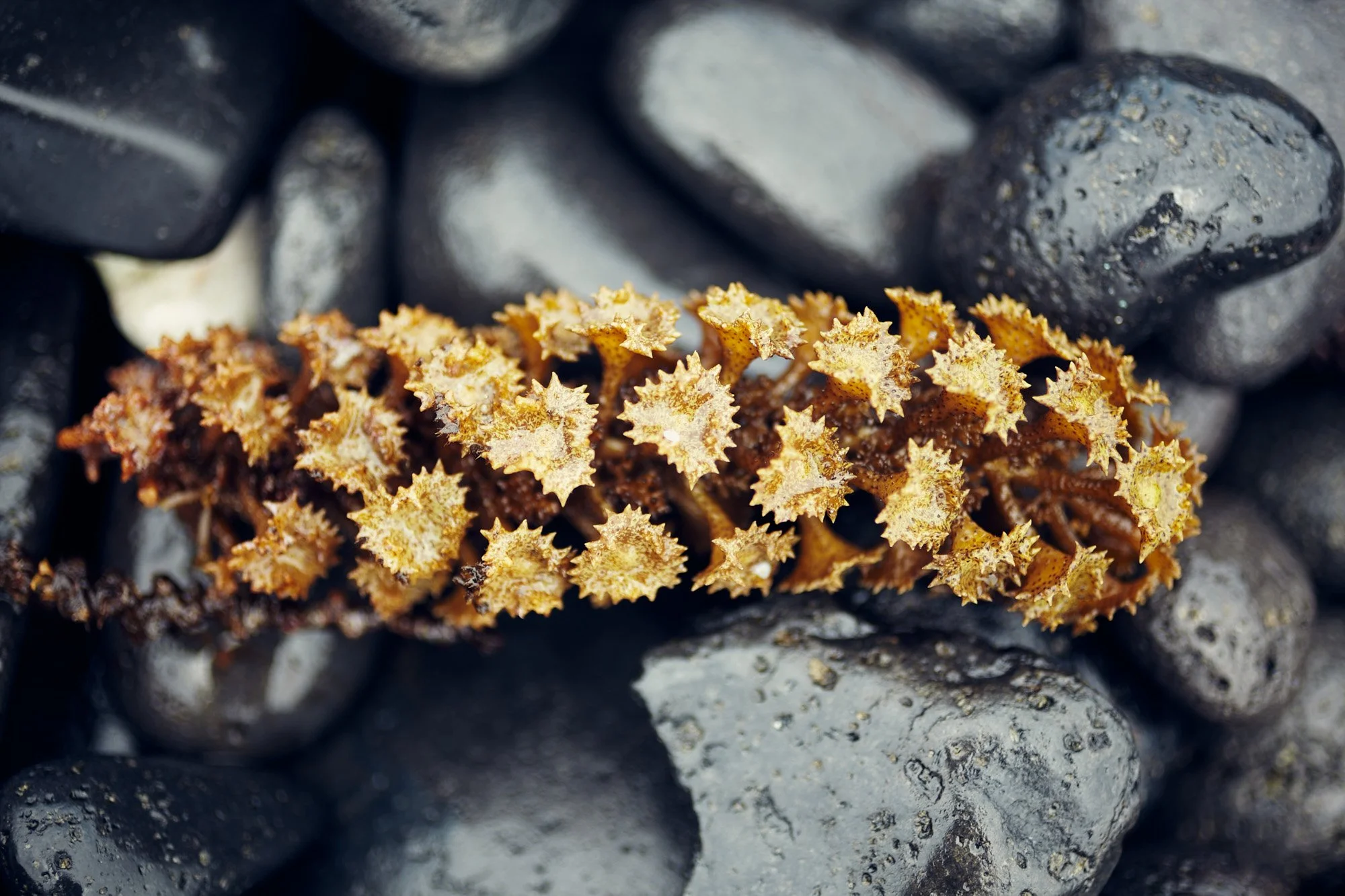 julianwalter-pinecone-rocks-tahiti-frenchpolynesia.jpg