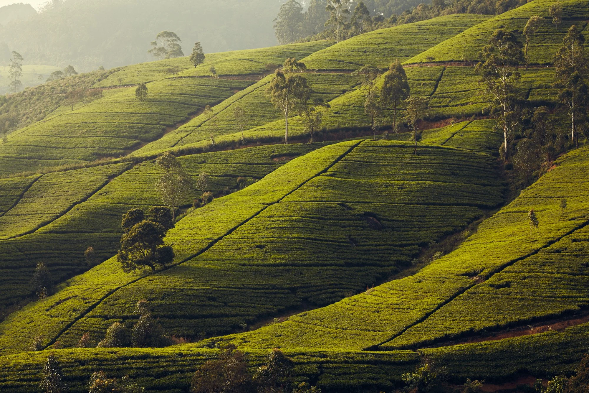 hillside-nuwaraeliya-srilanka-julianwalter.jpg