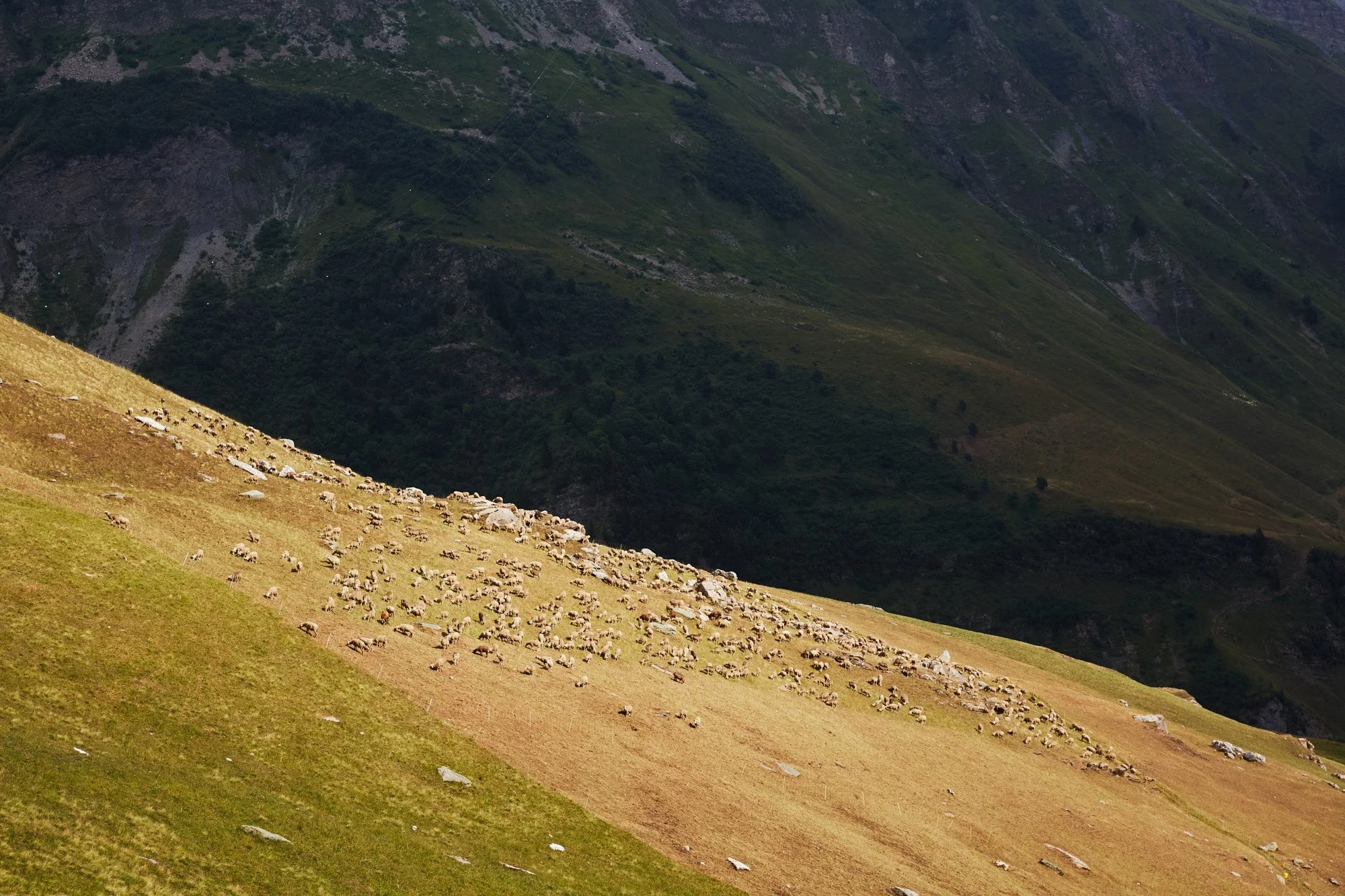 julianwalter-sheep-sunshine-tourdumontblanc-france.jpg