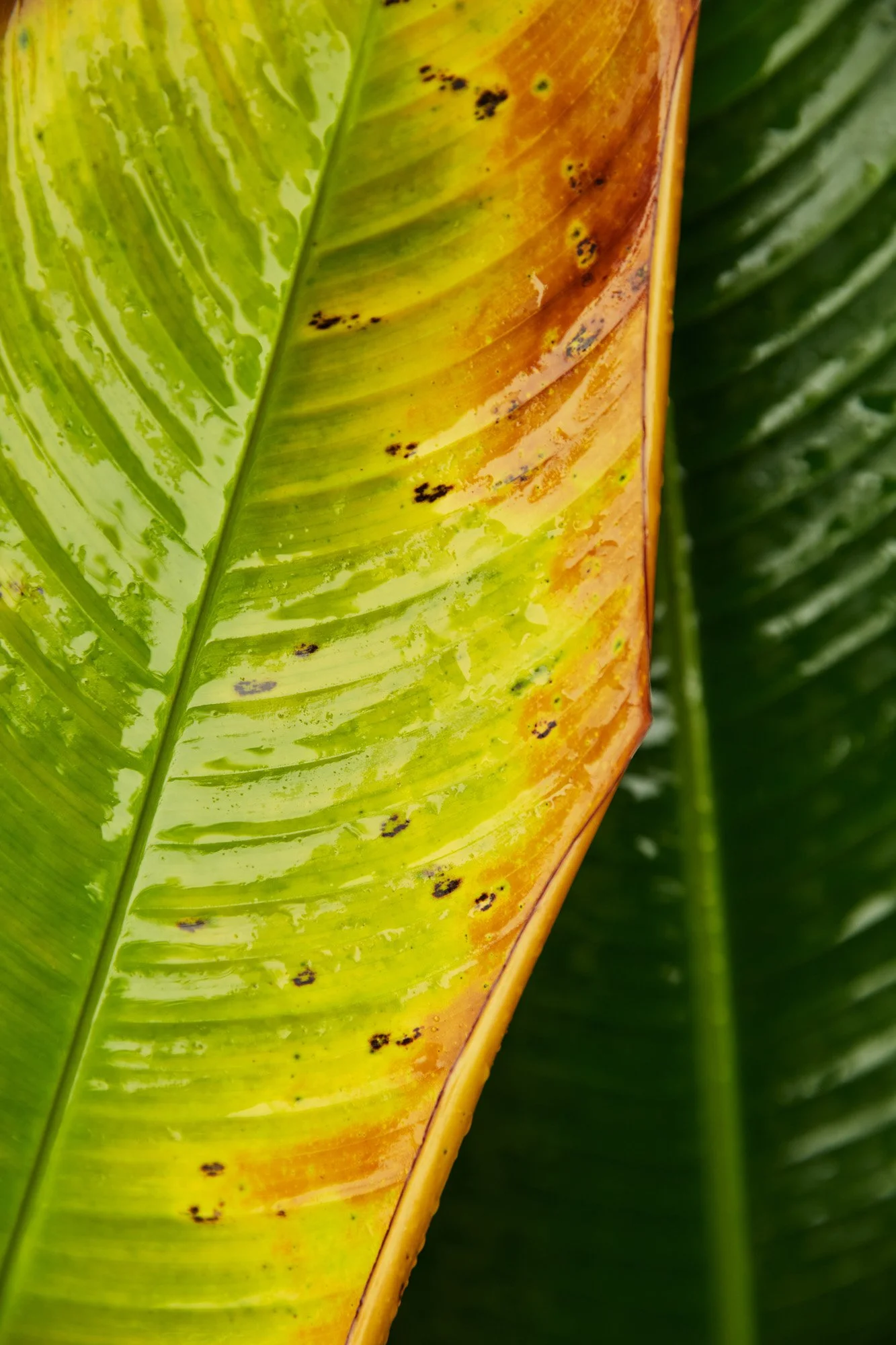 Close-up of a large tropical leaf with green and yellow coloration and brown spots.