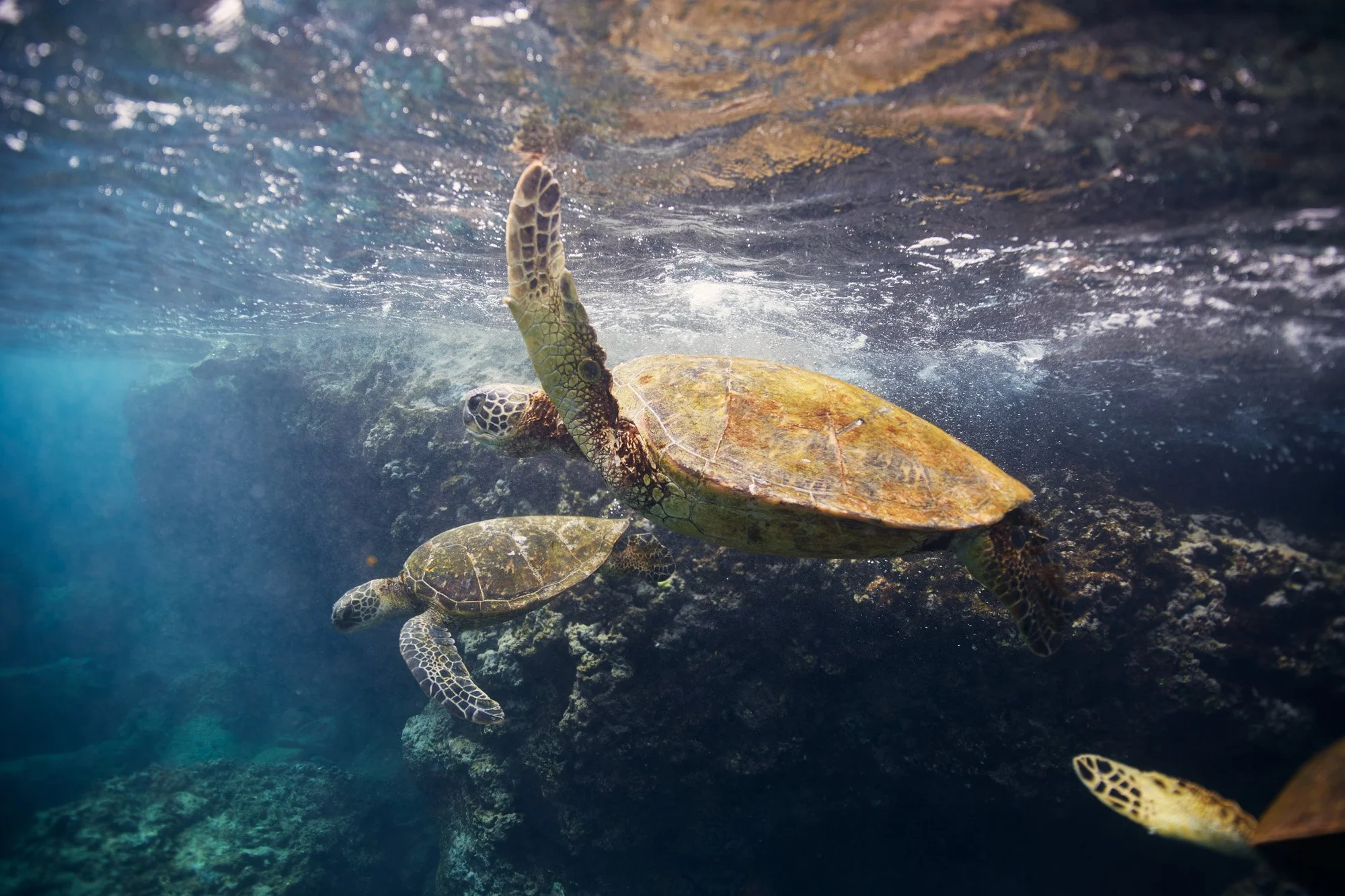 Two sea turtles swimming underwater above rocks and coral in clear blue water, in Sharks Cove, Oahu Hawaii.
