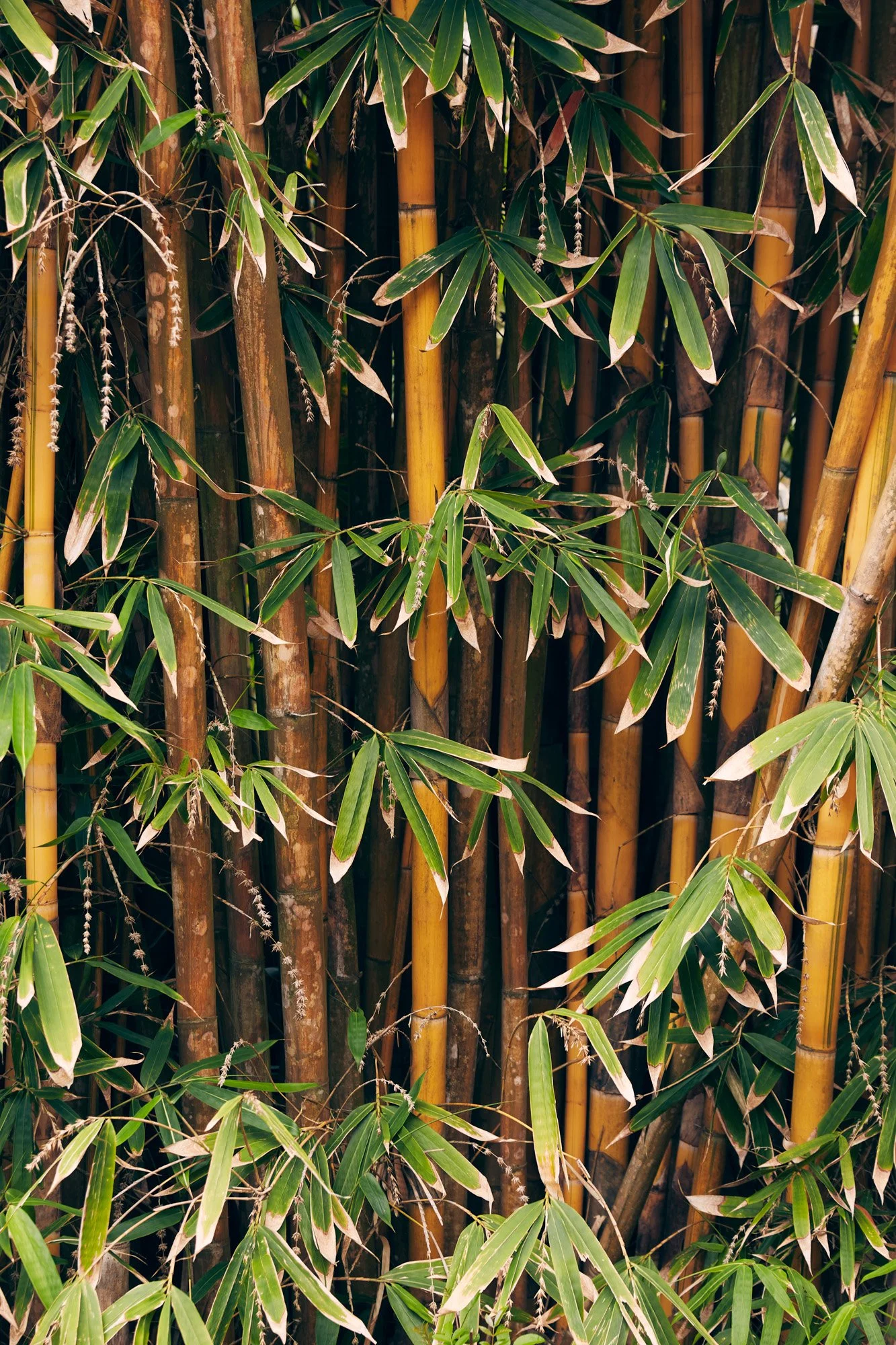 Close-up of green bamboo stalks and leaves in Kauai Hawaii.