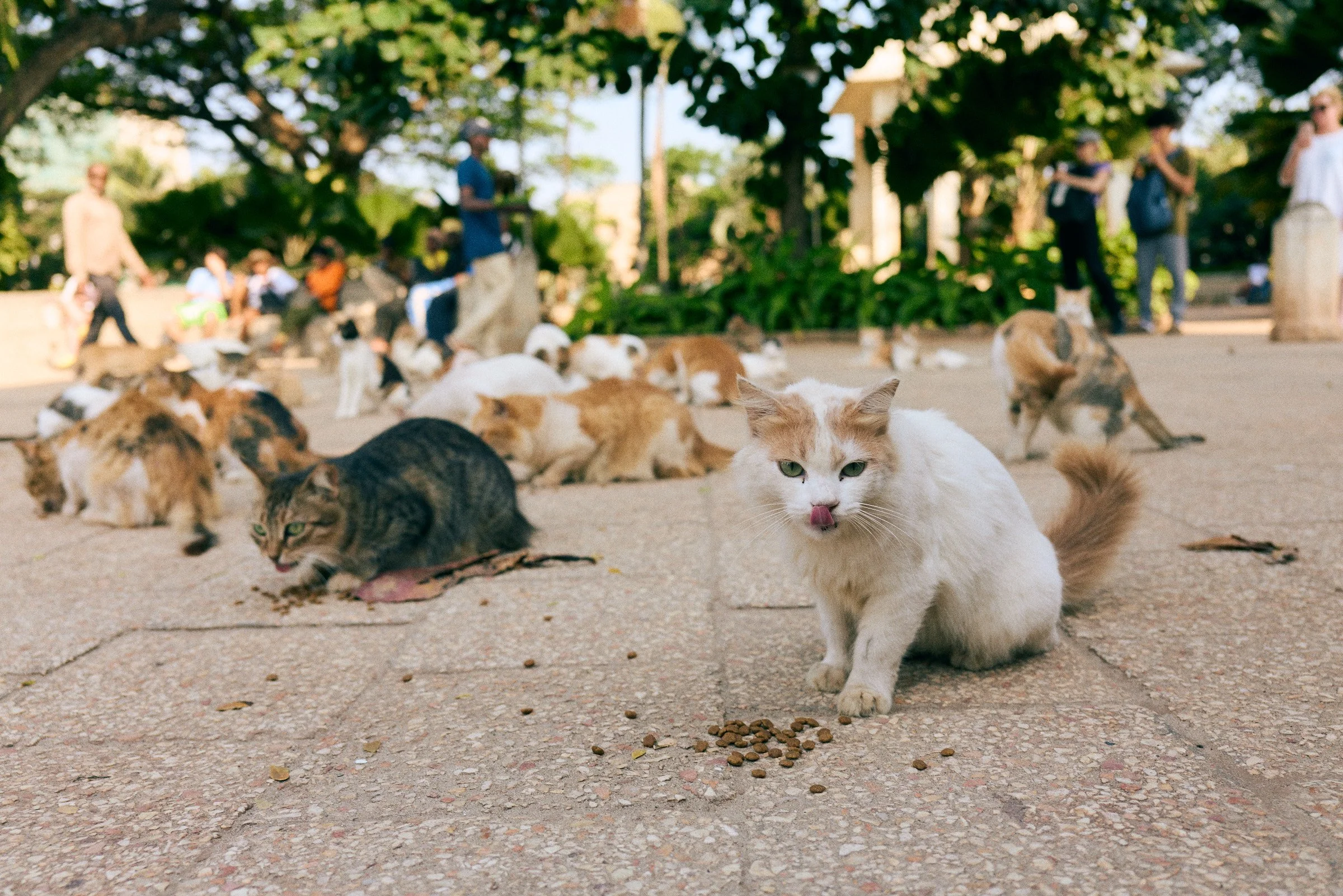 260715_julianwalter_zanzibar_1448.jpg