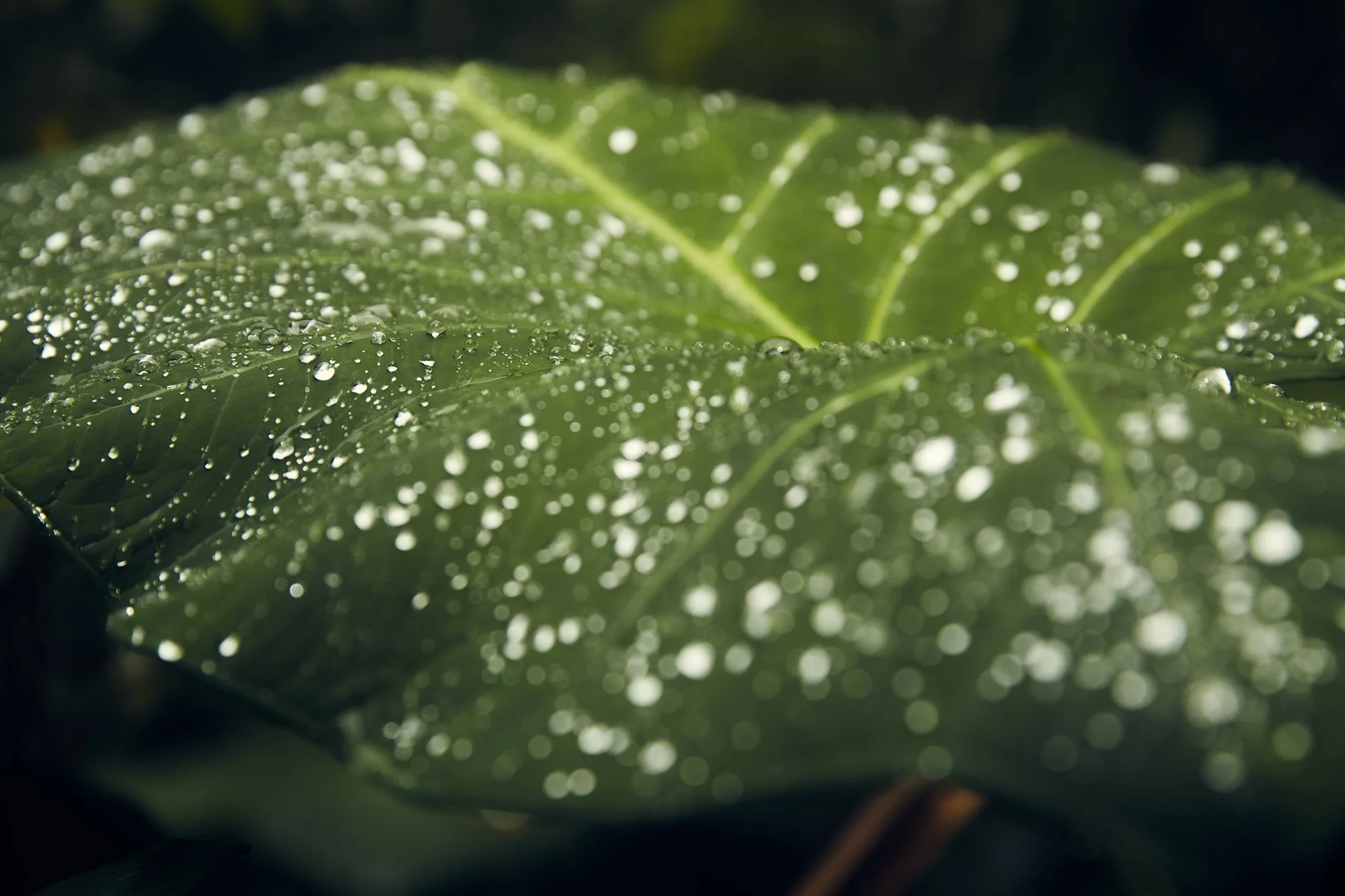 Close-up of a green leaf with water droplets on its surface in Bali.