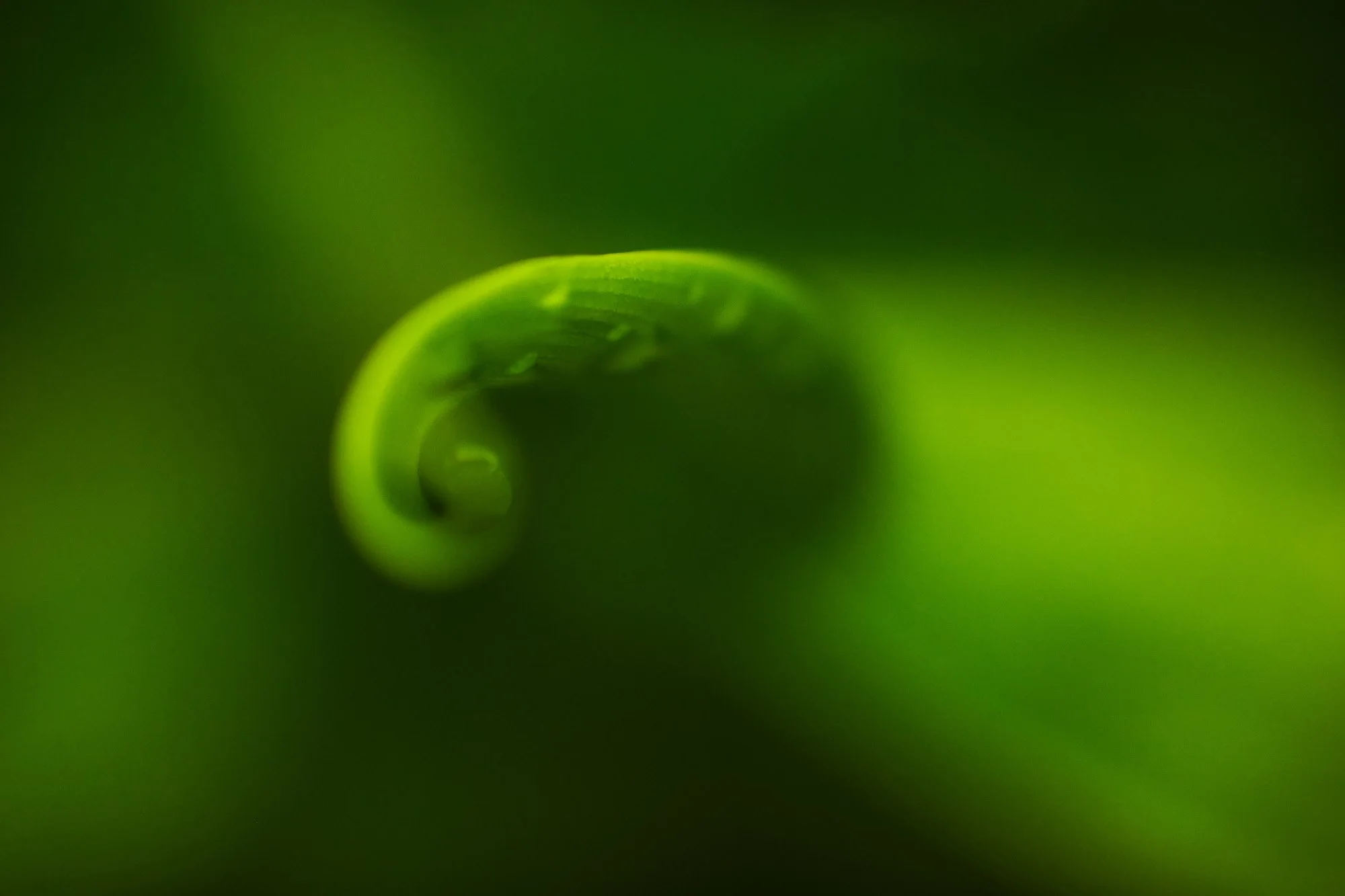 Close-up of a bright green plant leaf curled into a spiral, with a blurred green background.