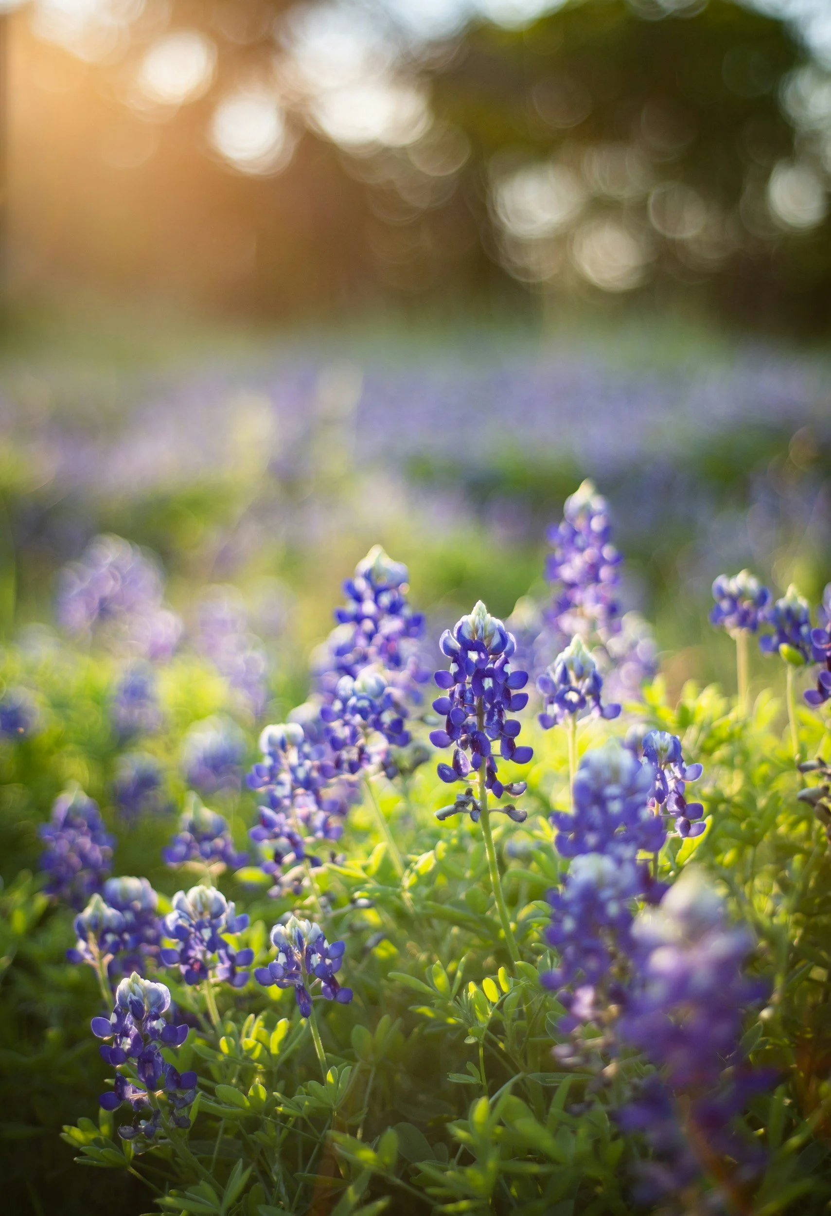 Close-up of purple flowers blooming in a field with sunlight and green foliage, blurred background.