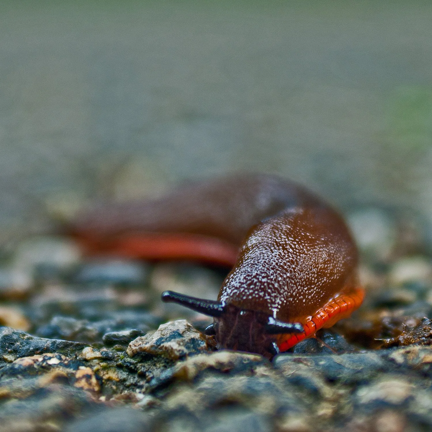 Limace colorée - Montagne Noire - Aude - France