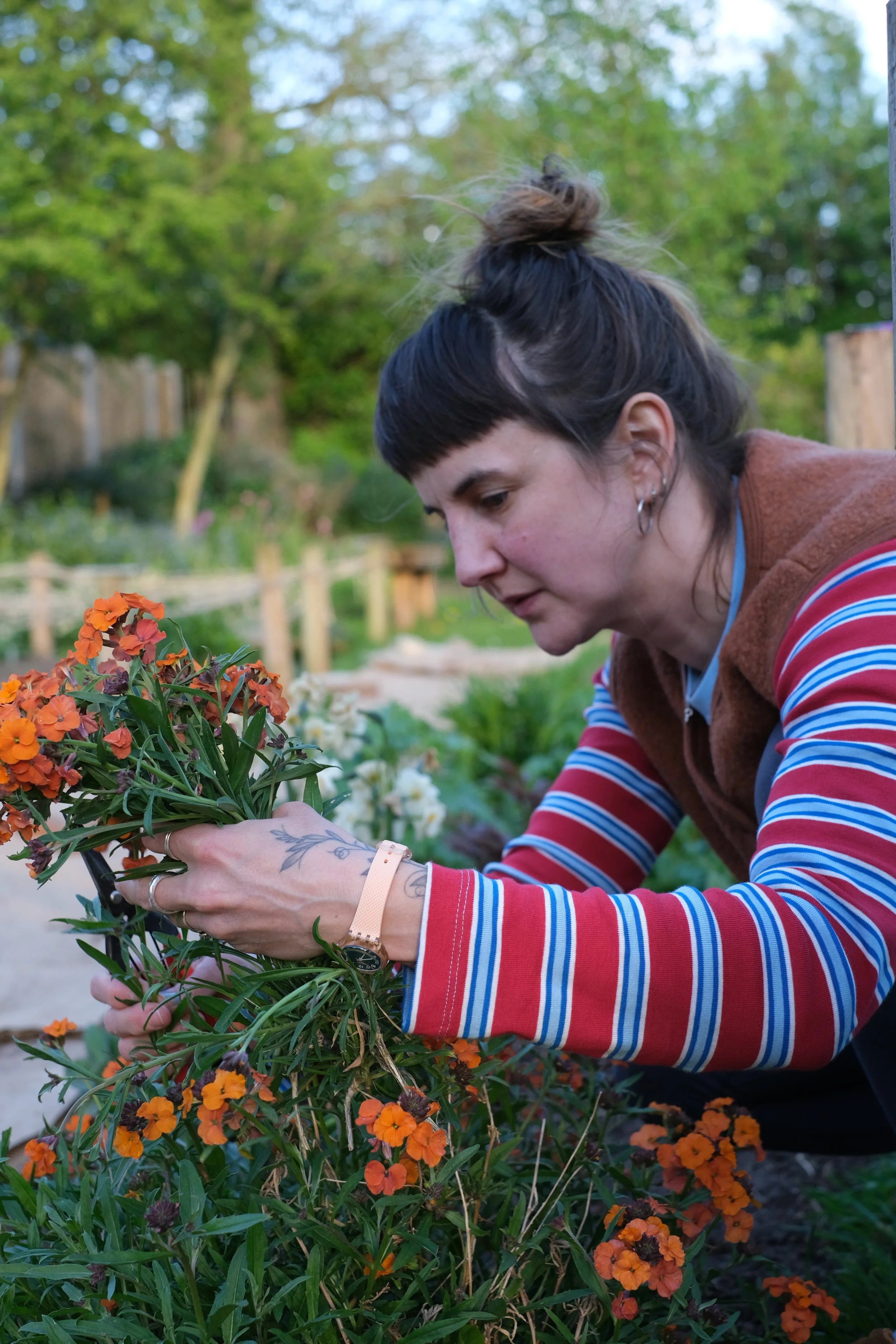 A woman with dark hair styled in a bun, wearing a striped long-sleeve shirt and a brown vest, is crouched down in a garden, tending to orange flowers.