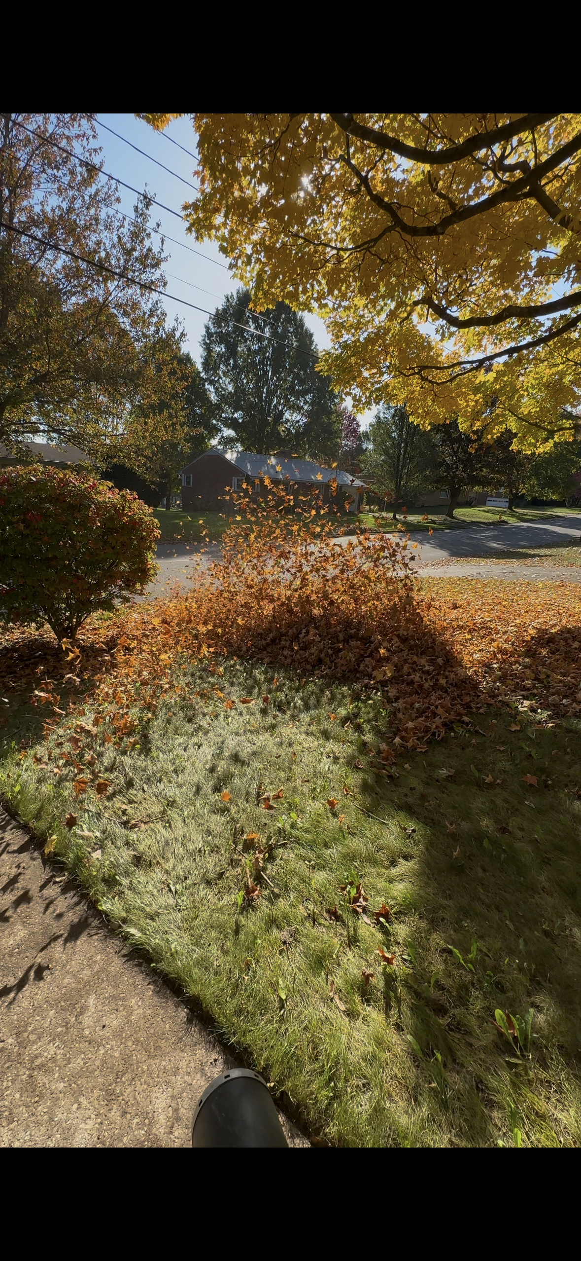 Autumn scene of a residential yard with fallen leaves, green grass, and trees with yellow and orange foliage, sunny sky, shadow cast across the yard.