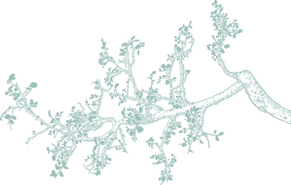 Tree branch illustration