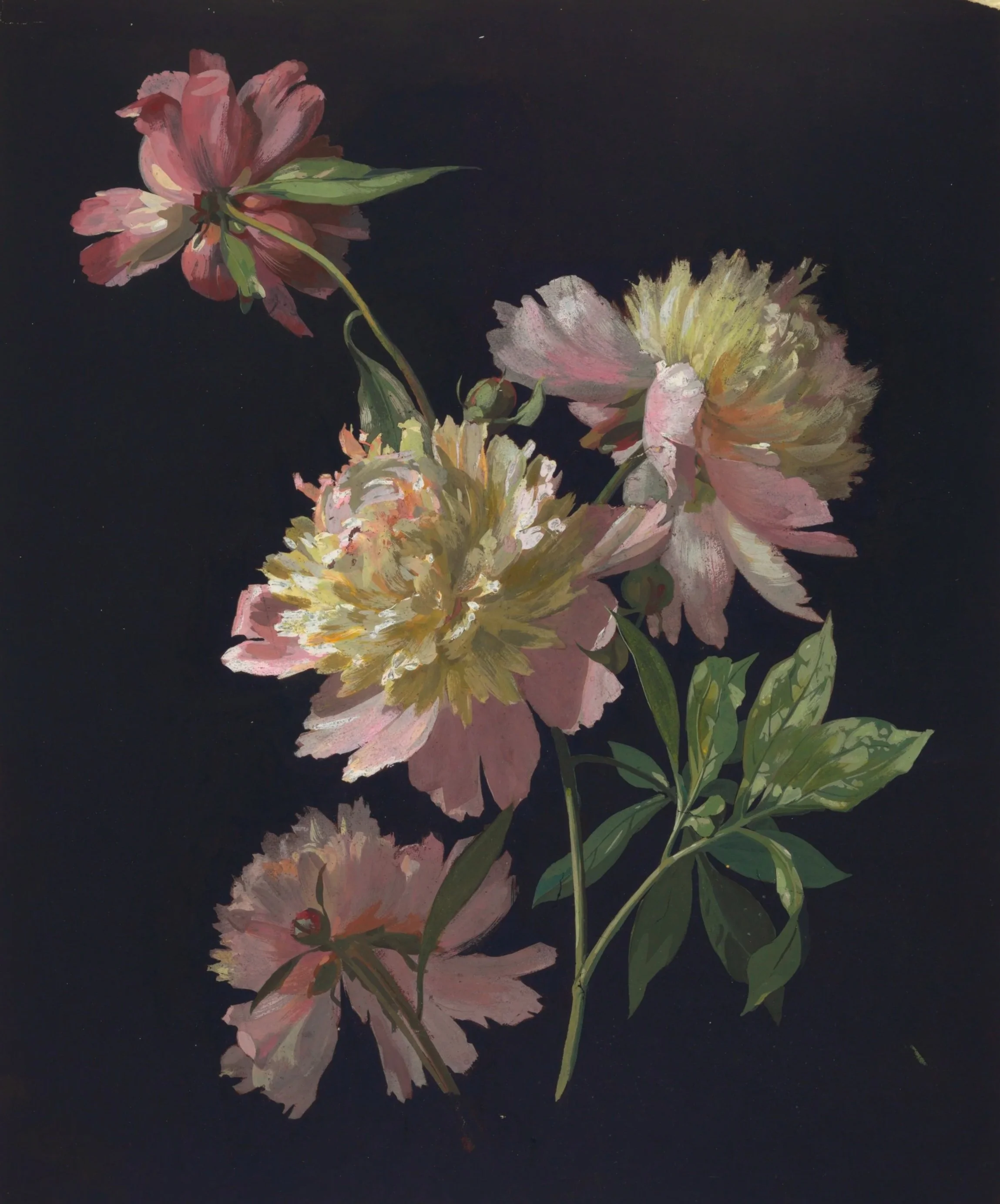 Large pink peonies on a black ground. Four opened blossoms, with the stems cut off short. Cooper Hewitt, Smithsonian Design Museum.